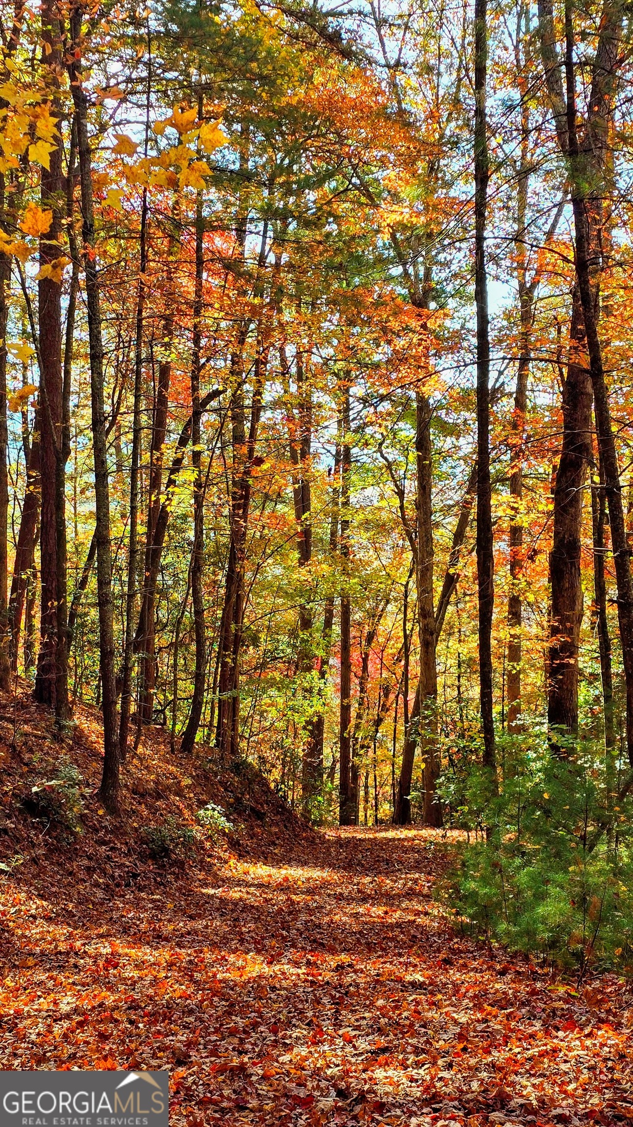 Lot 3 Gold Ridge Trail Cherry Log GA 30522