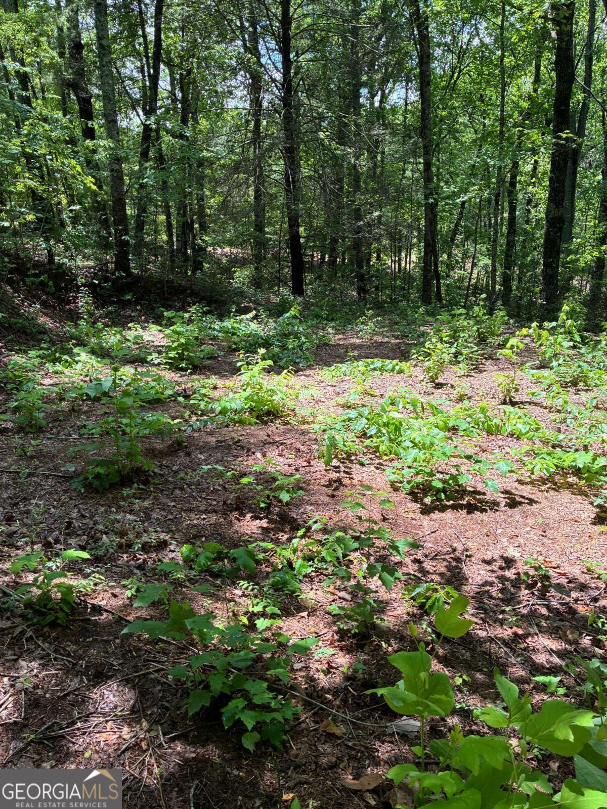 L66 67 Lynx Court Ellijay GA 30540