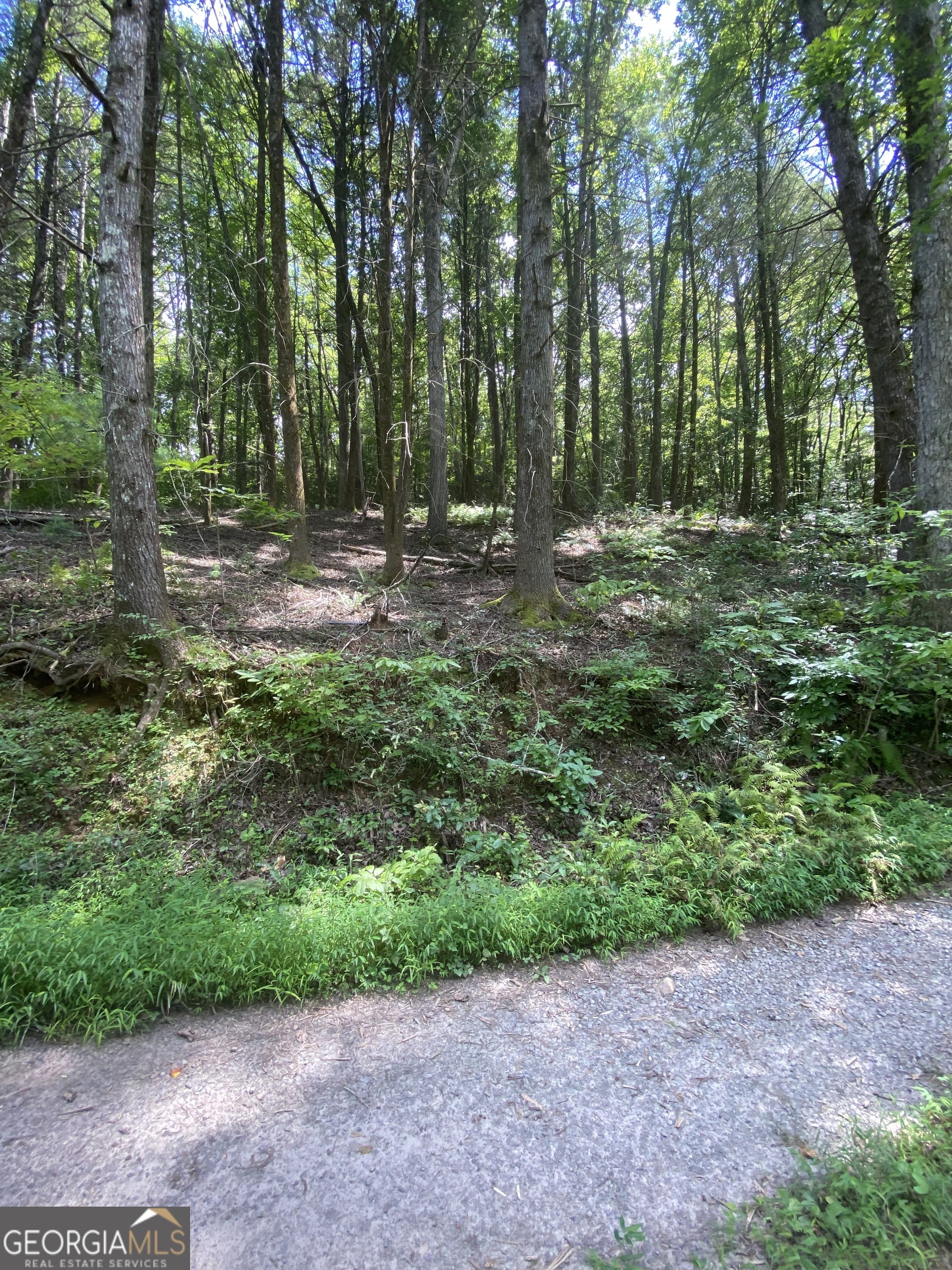 Hemlock Hemlock Trail Blue Ridge GA 30513