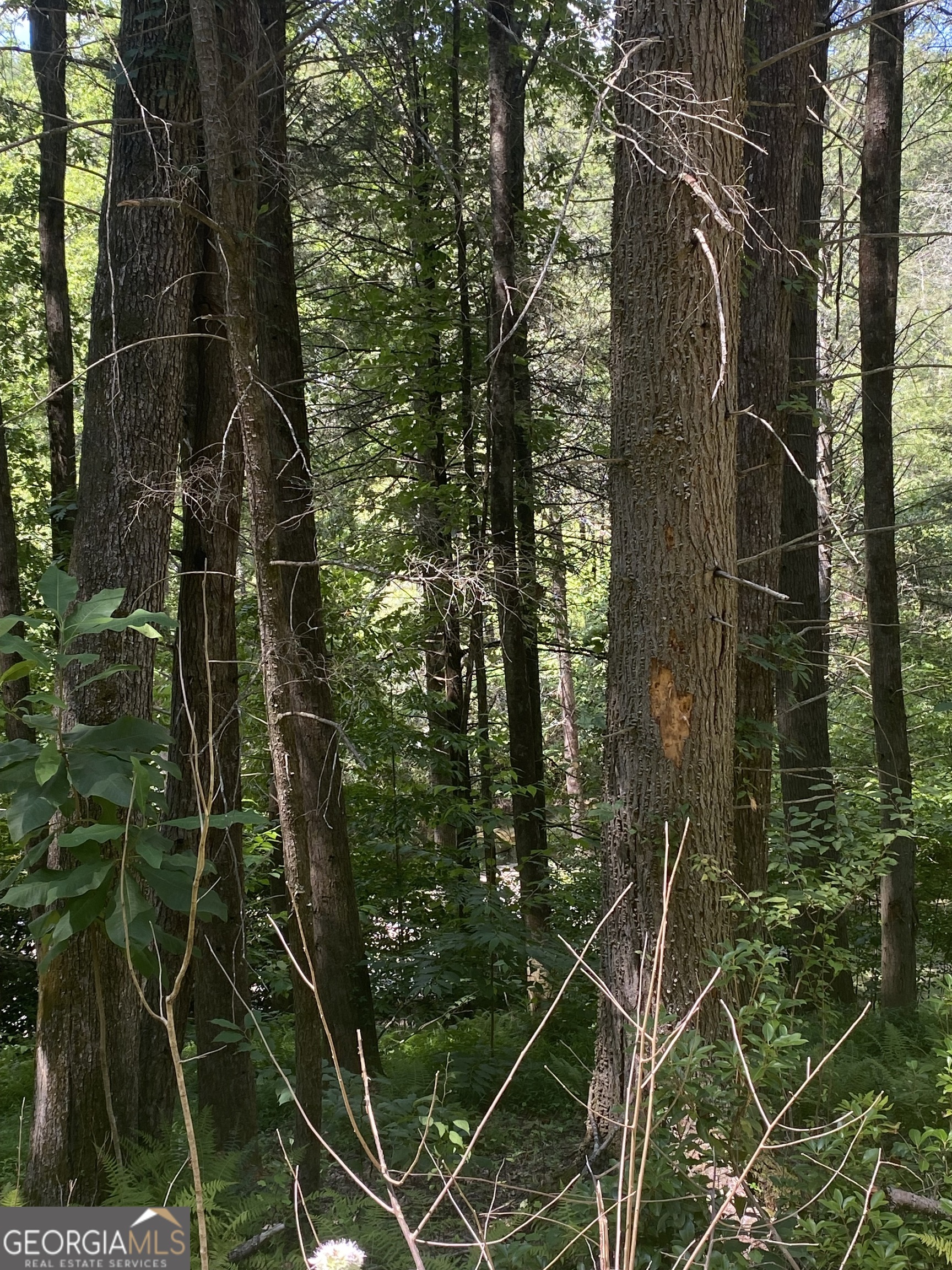 Hemlock Hemlock Trail Blue Ridge GA 30513