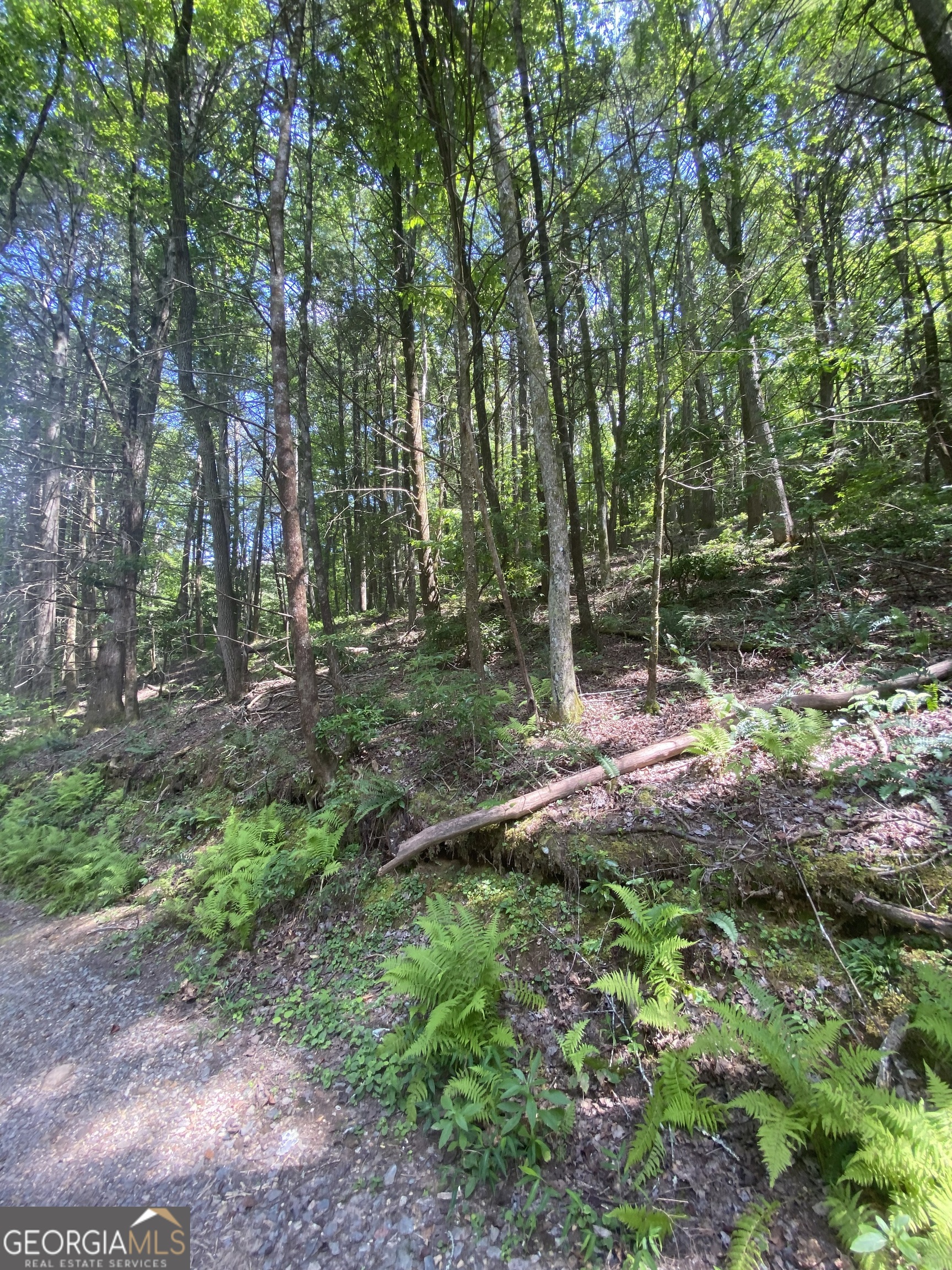 Hemlock Hemlock Trail Blue Ridge GA 30513