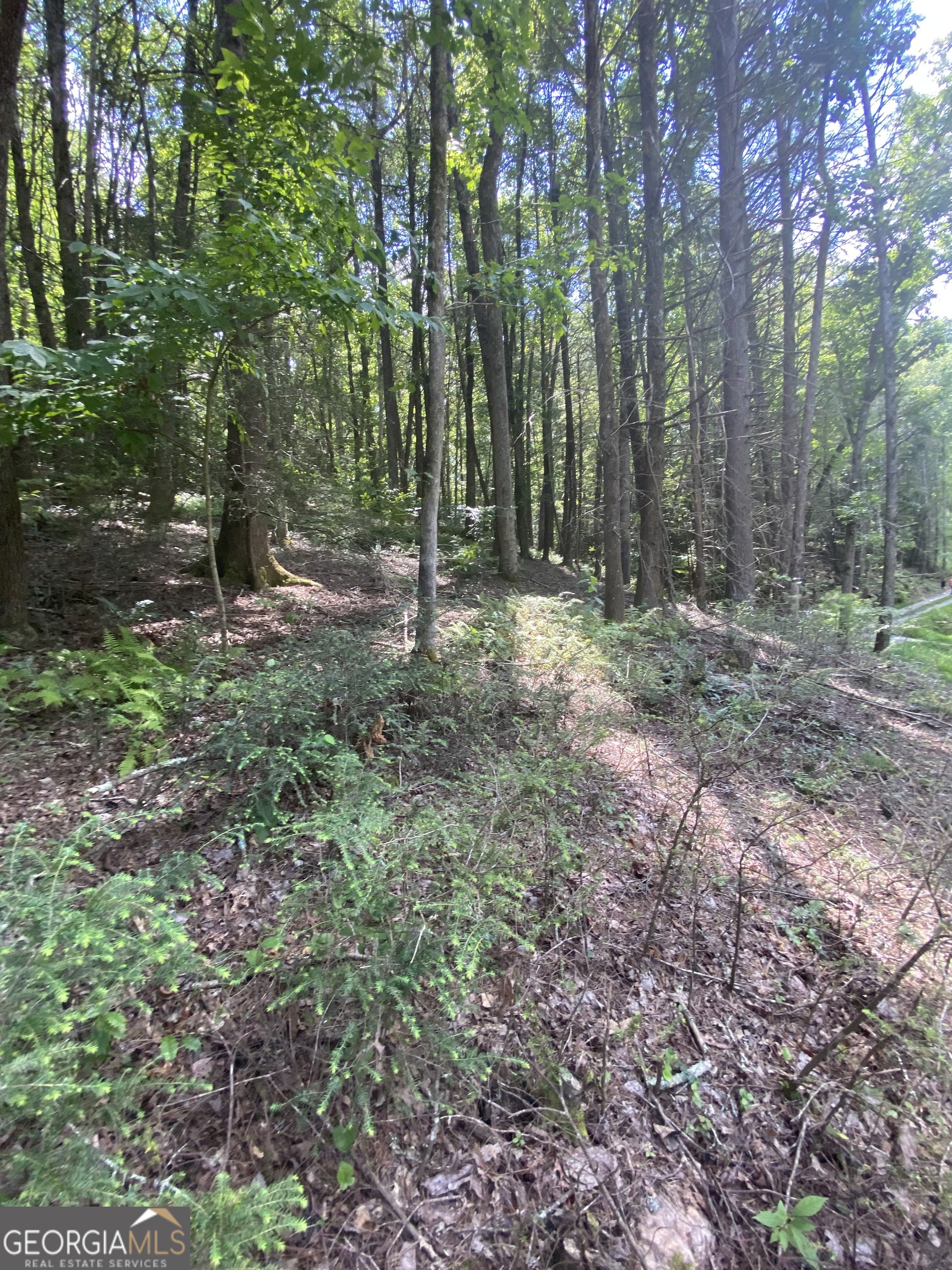 Hemlock Hemlock Trail Blue Ridge GA 30513