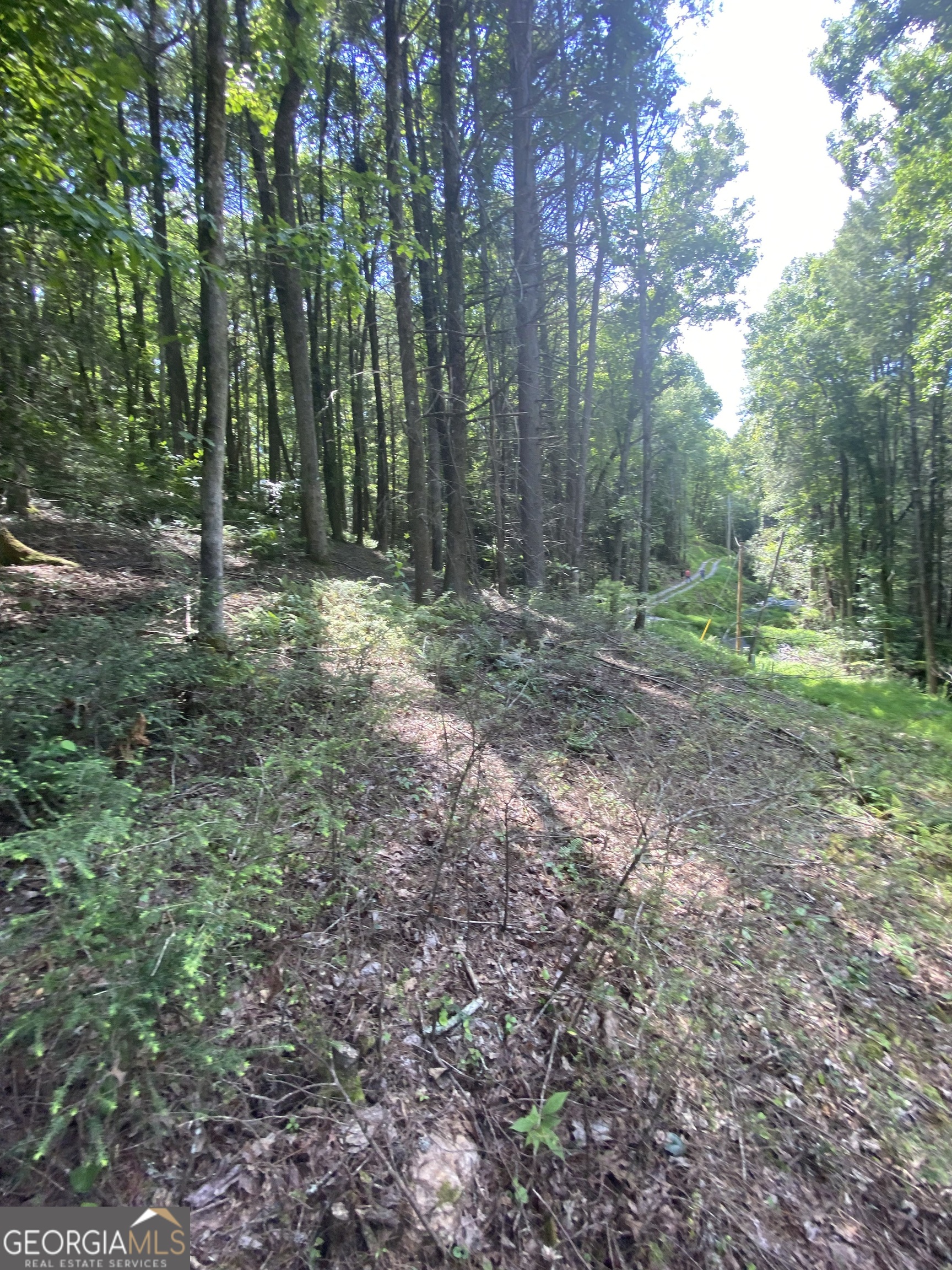 Hemlock Hemlock Trail Blue Ridge GA 30513