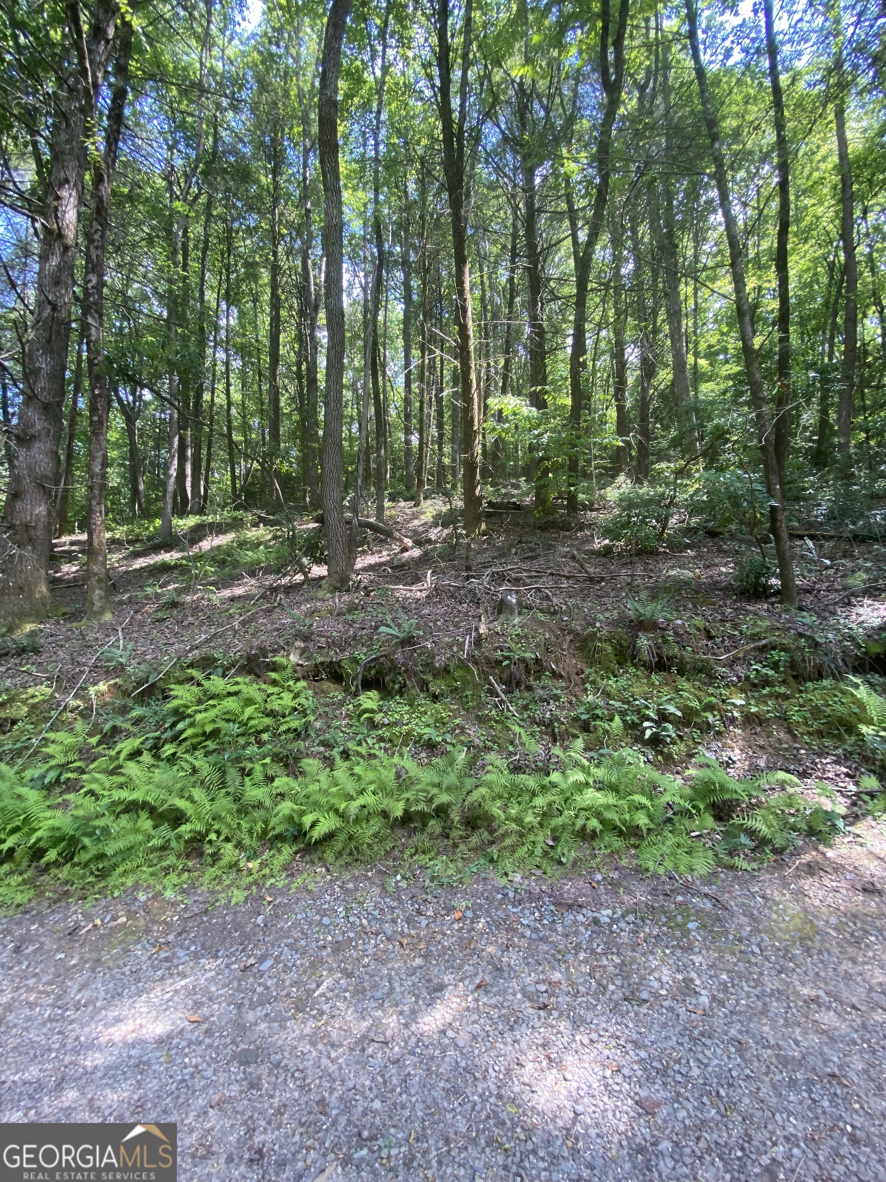 Hemlock Hemlock Trail Blue Ridge GA 30513
