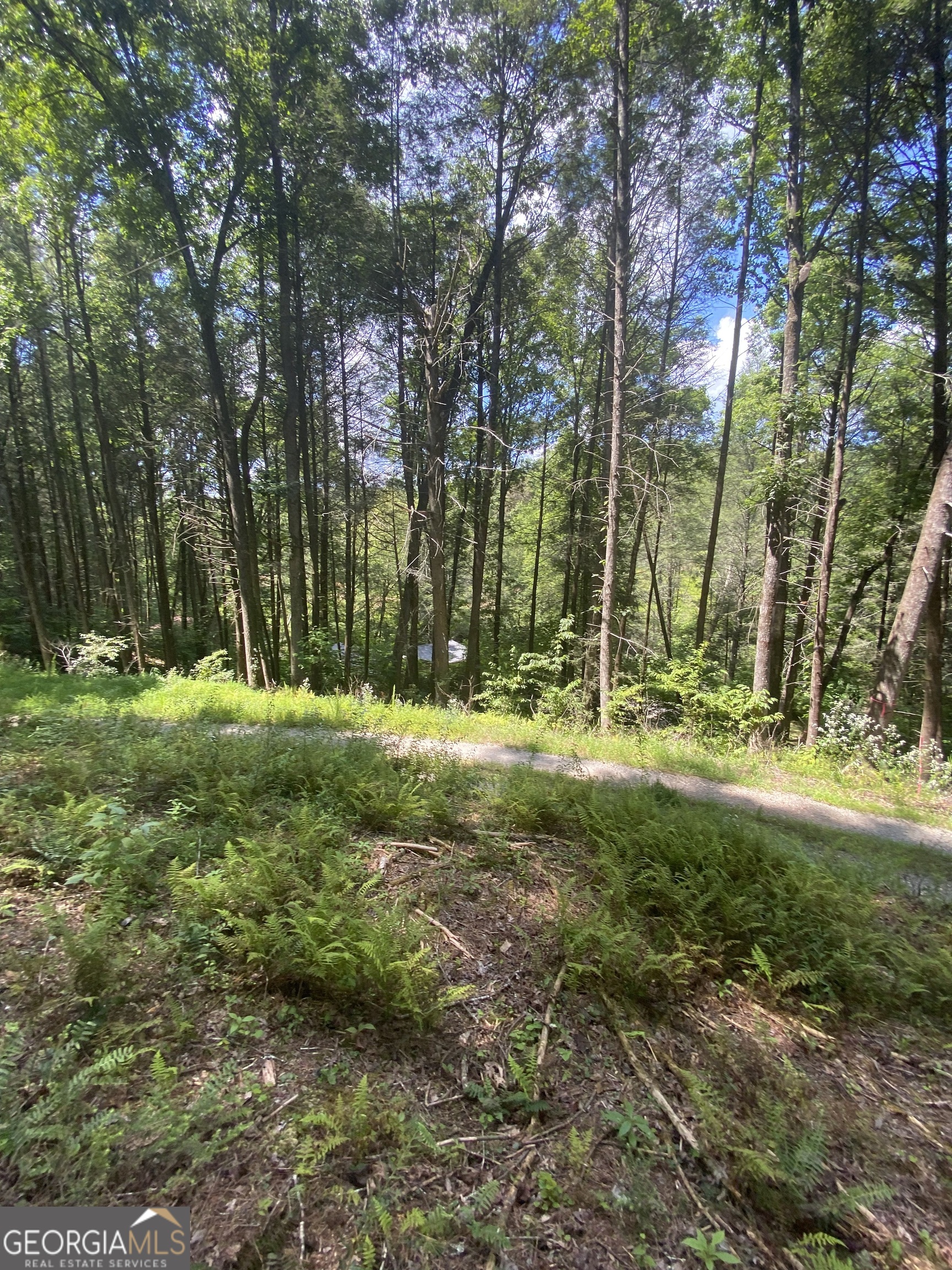 Hemlock Hemlock Trail Blue Ridge GA 30513