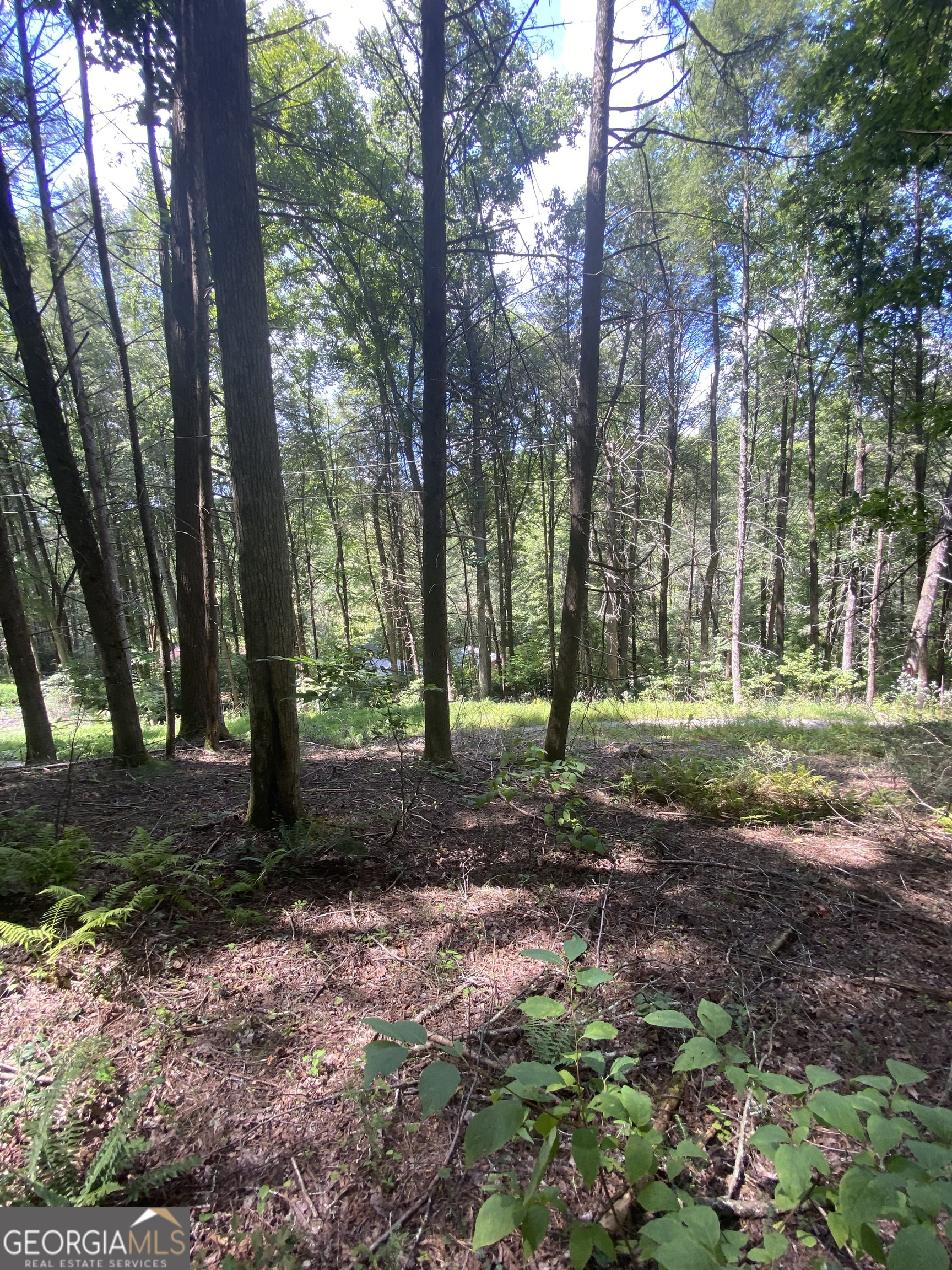 Hemlock Hemlock Trail Blue Ridge GA 30513