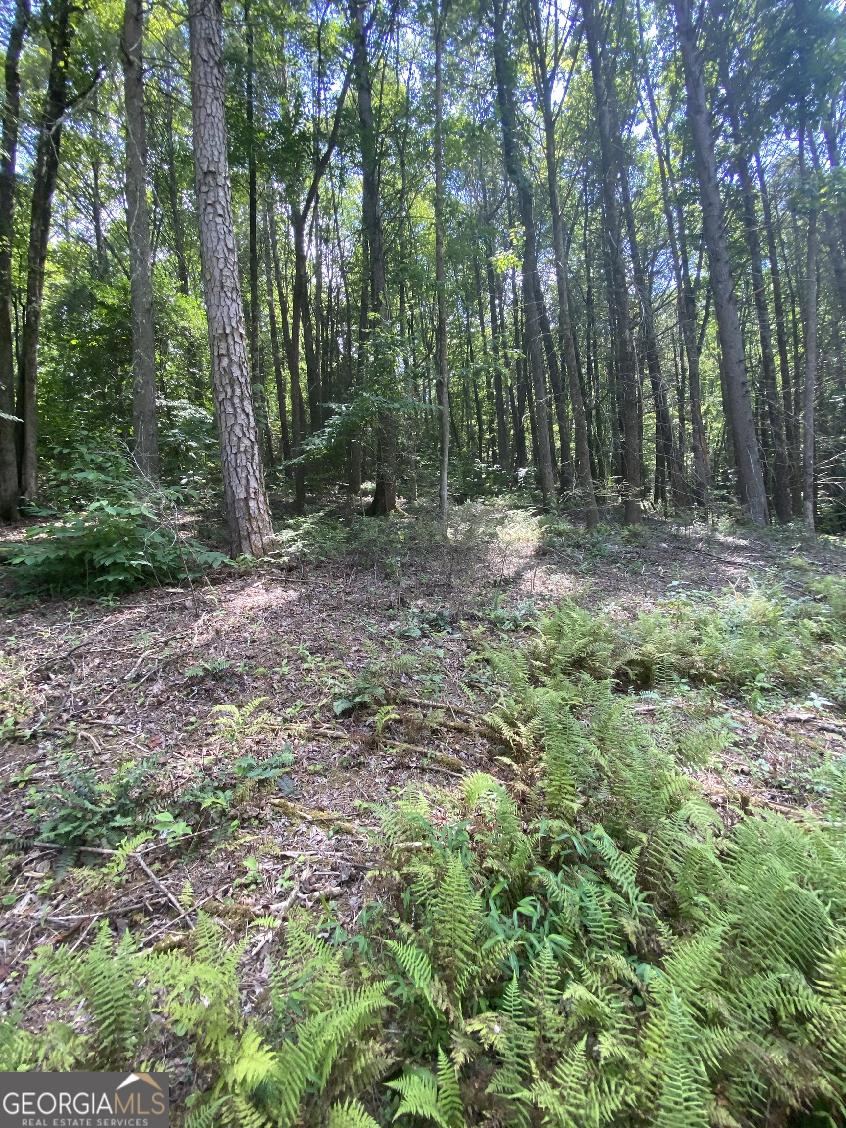 Hemlock Hemlock Trail Blue Ridge GA 30513