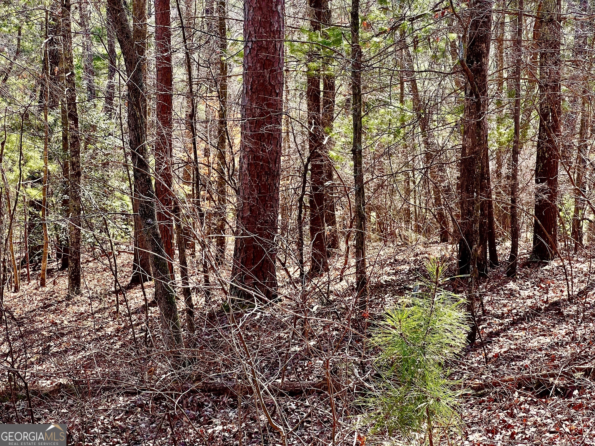 113 Beech Tree Drive Ellijay GA 30540