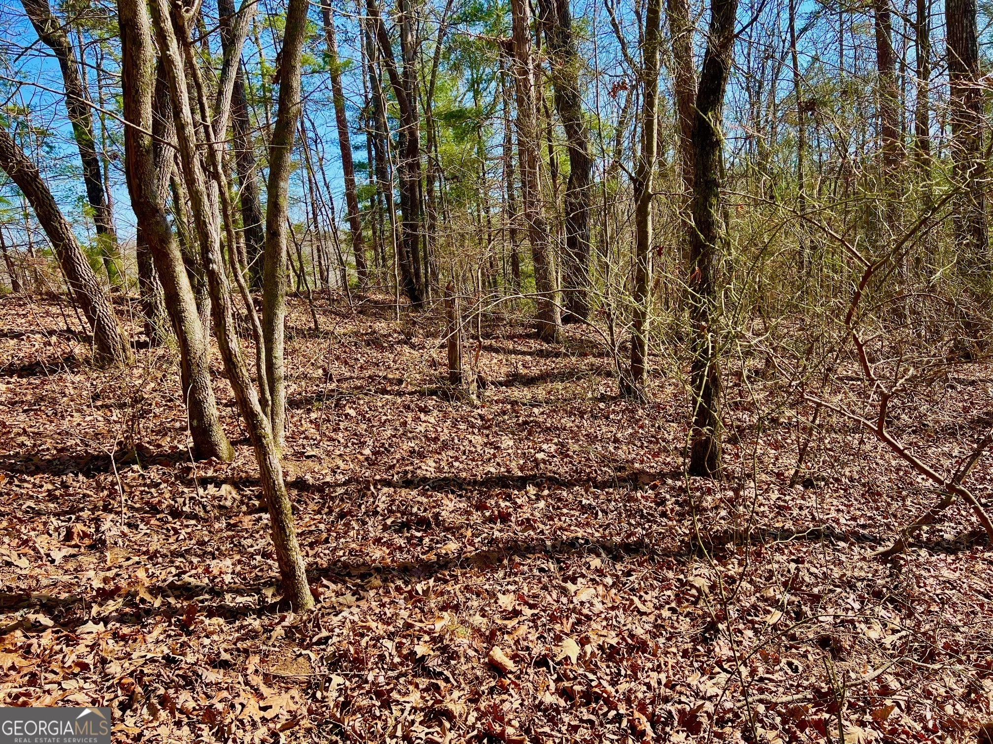 113 Beech Tree Drive Ellijay GA 30540
