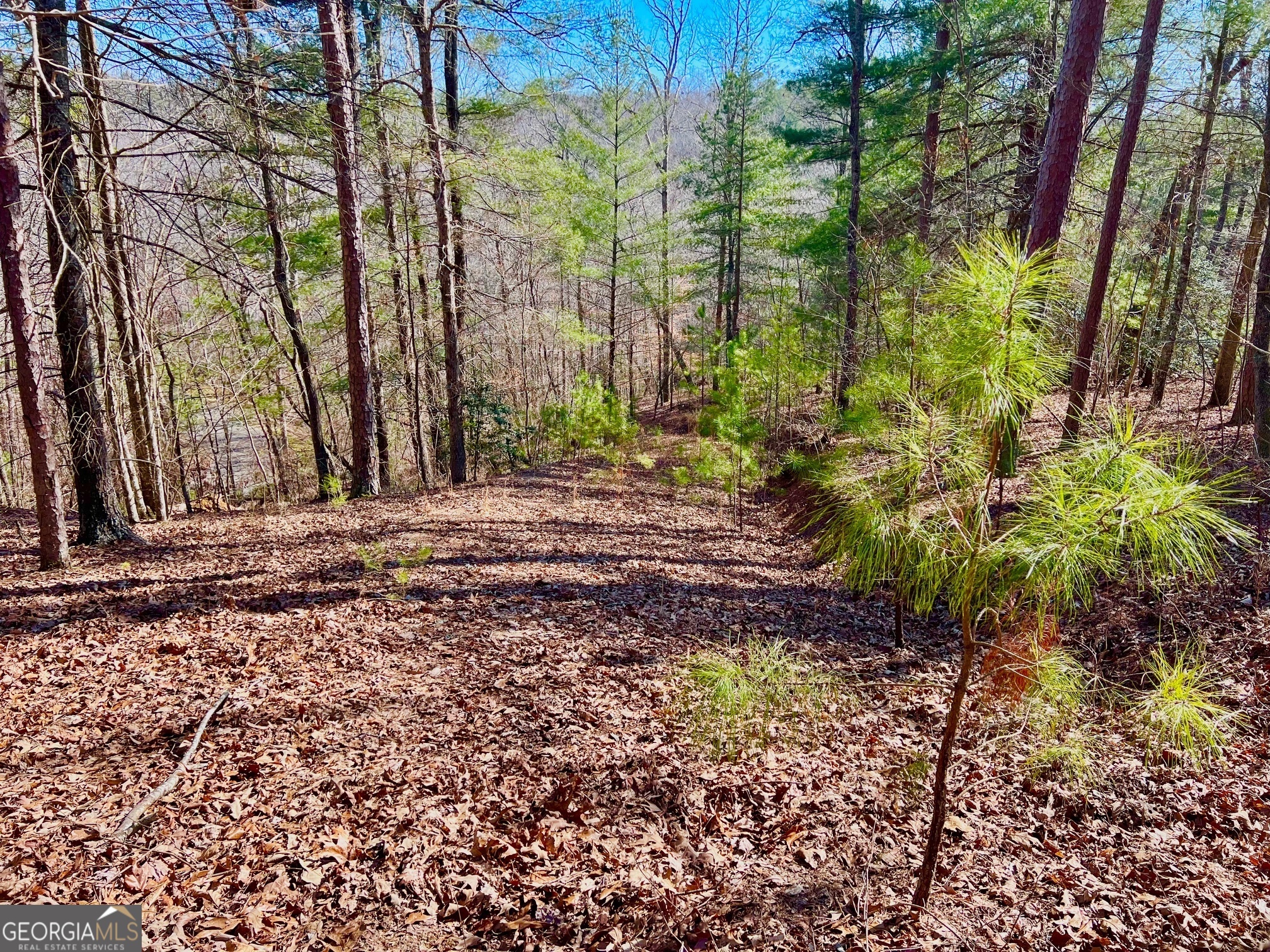 113 Beech Tree Drive Ellijay GA 30540