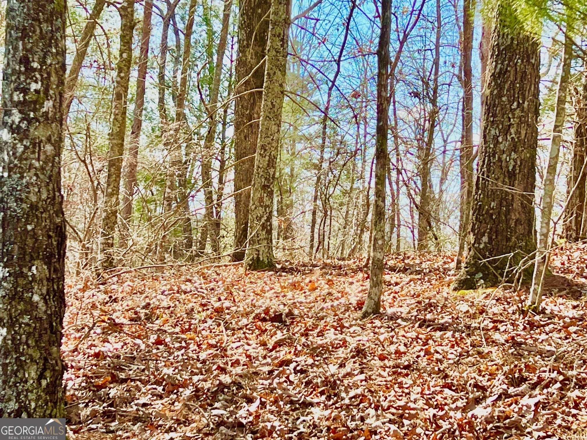 113 Beech Tree Drive Ellijay GA 30540