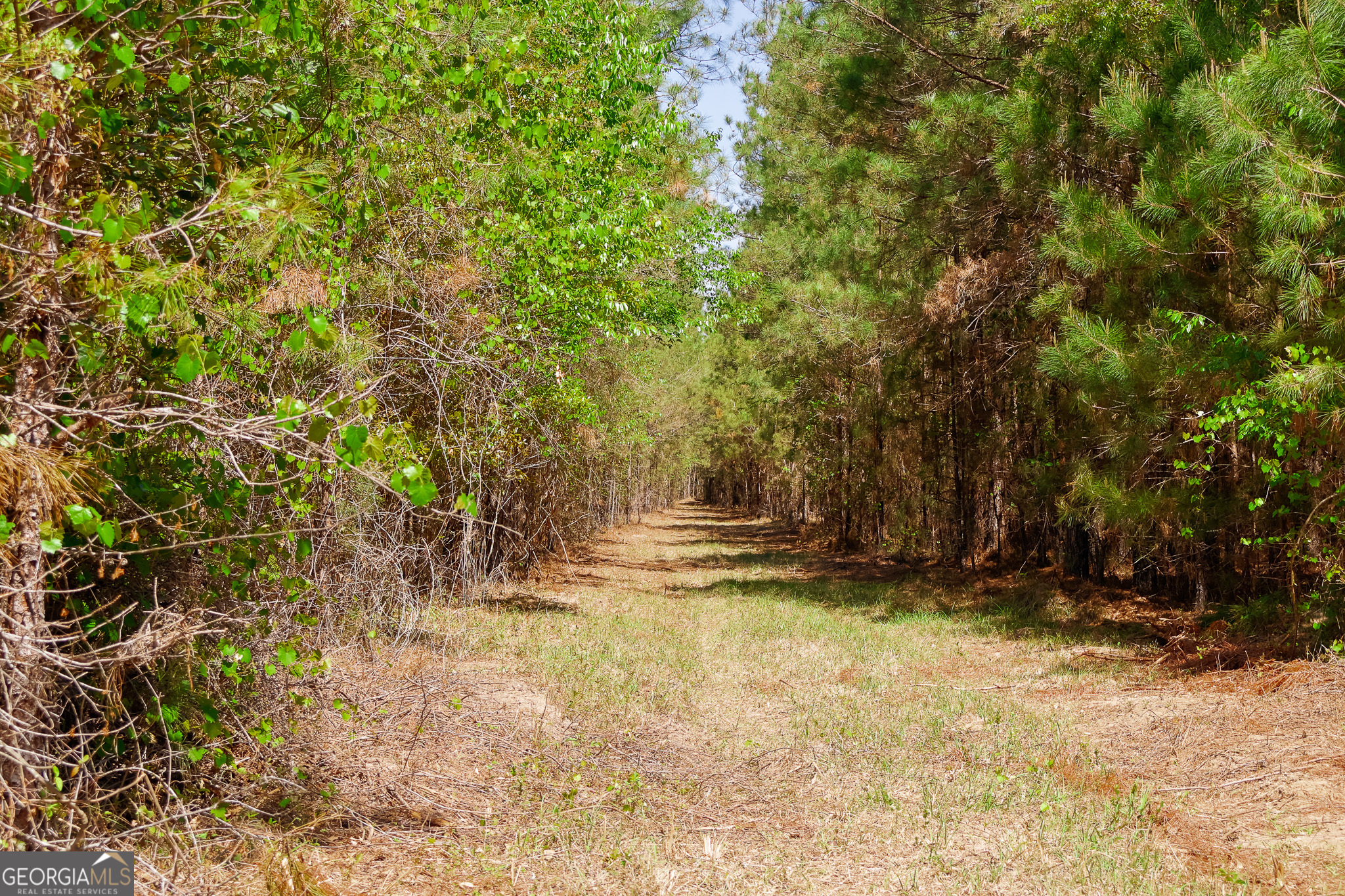 0 Effingham Highway Sylvania GA 30467
