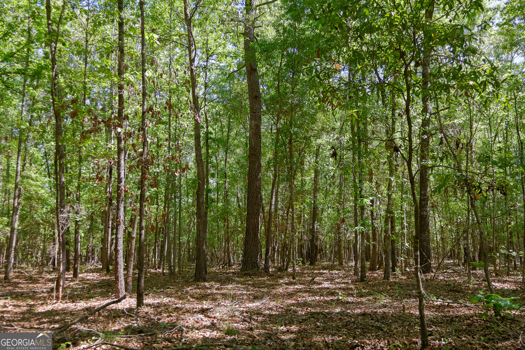 0 Effingham Highway Sylvania GA 30467