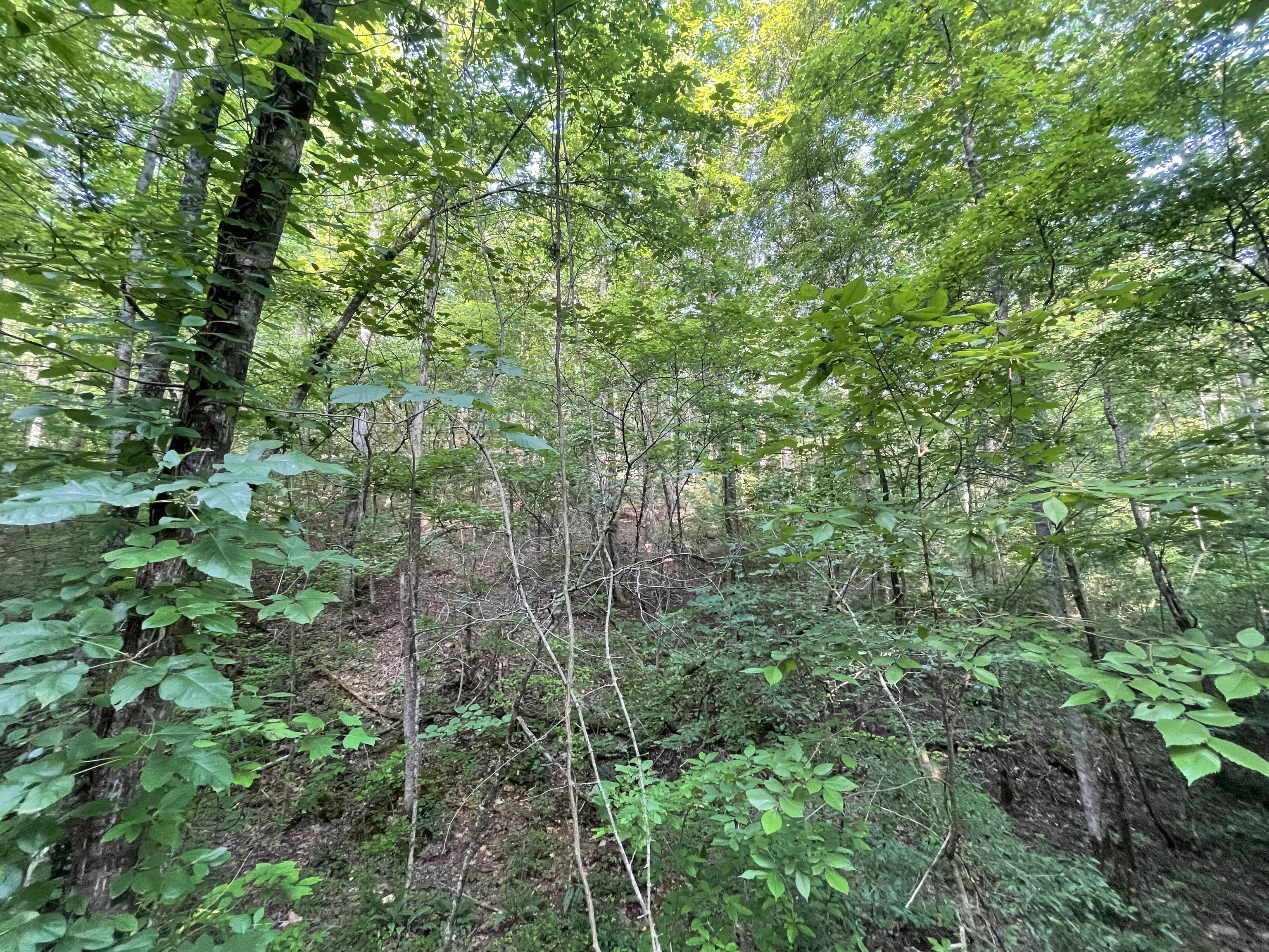 732 Nettle Lane Ranger GA 30734