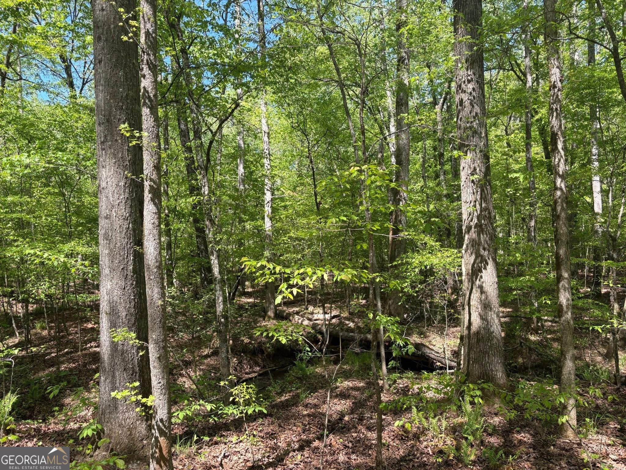 0 Off North Taylor Road Woodland GA 31836