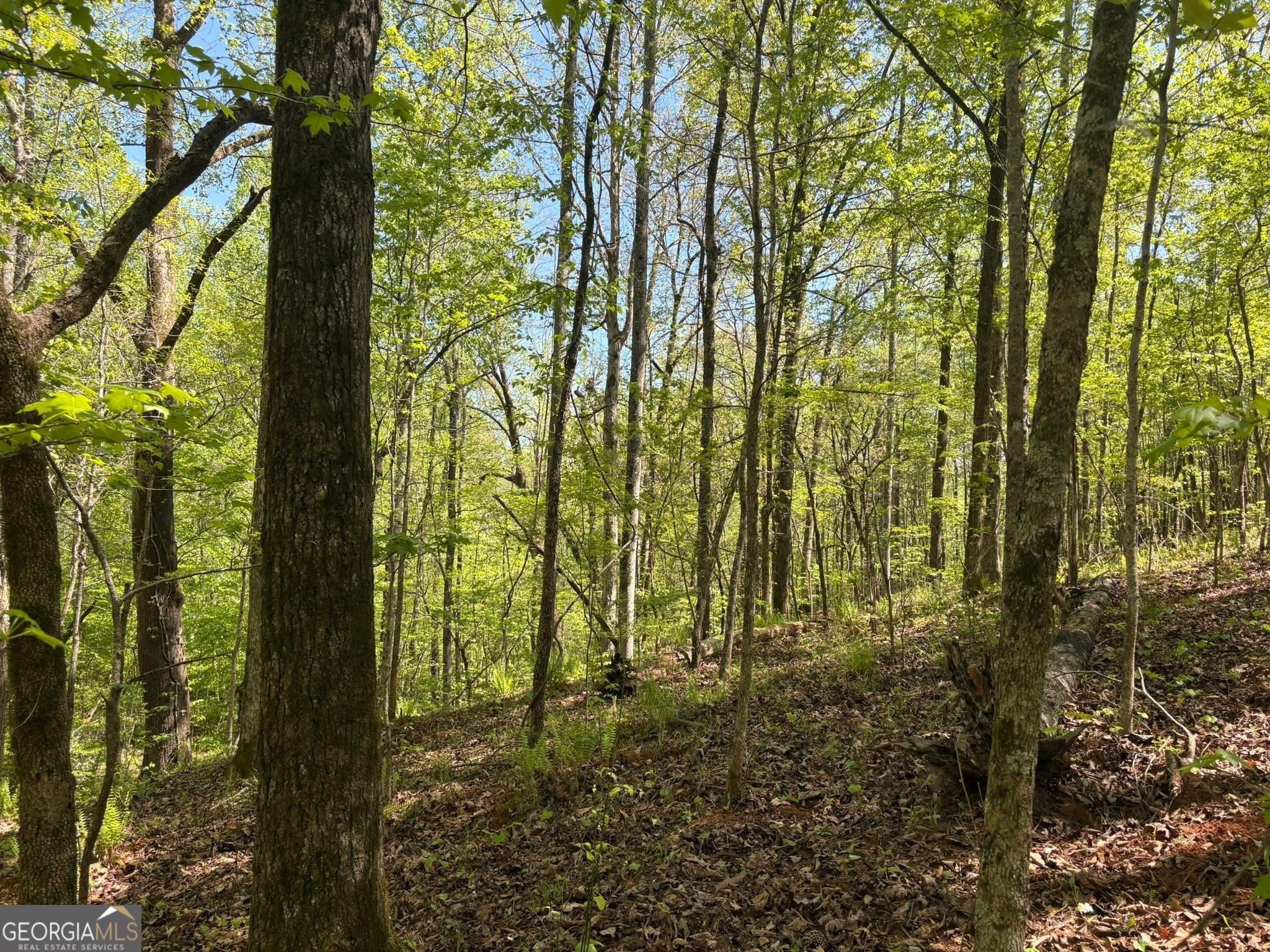 0 Off North Taylor Road Woodland GA 31836