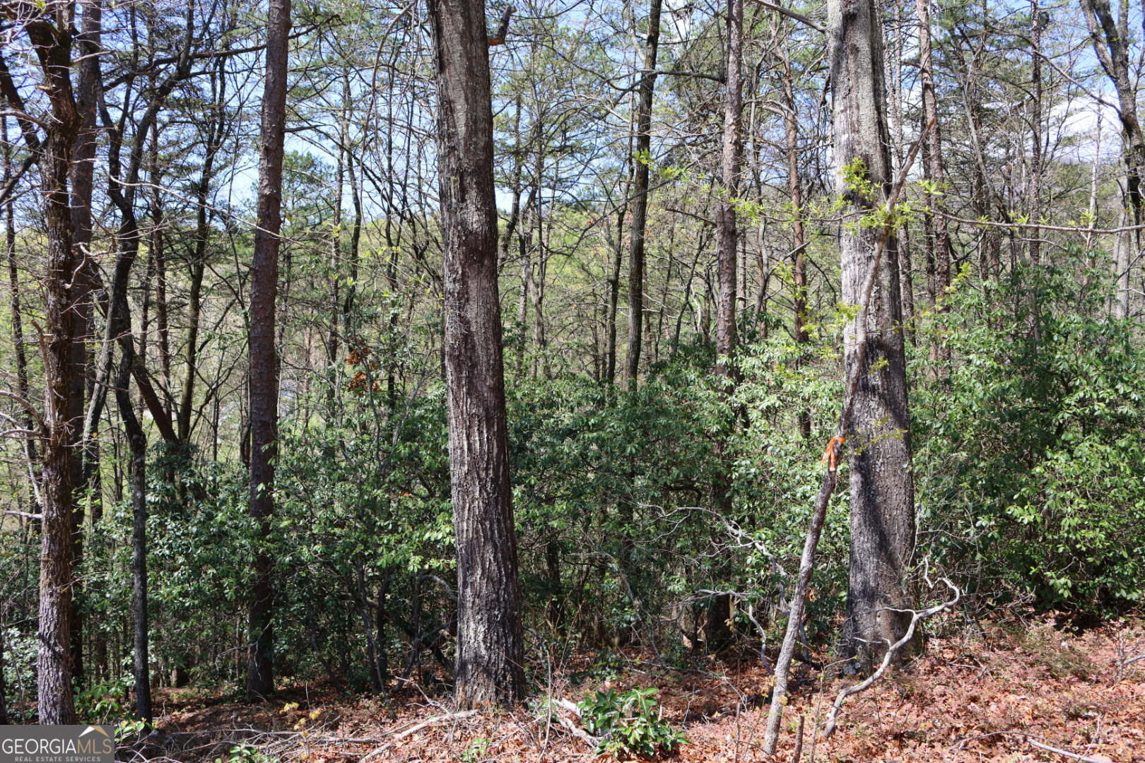 0 Chestatee Drive Cleveland GA 30528