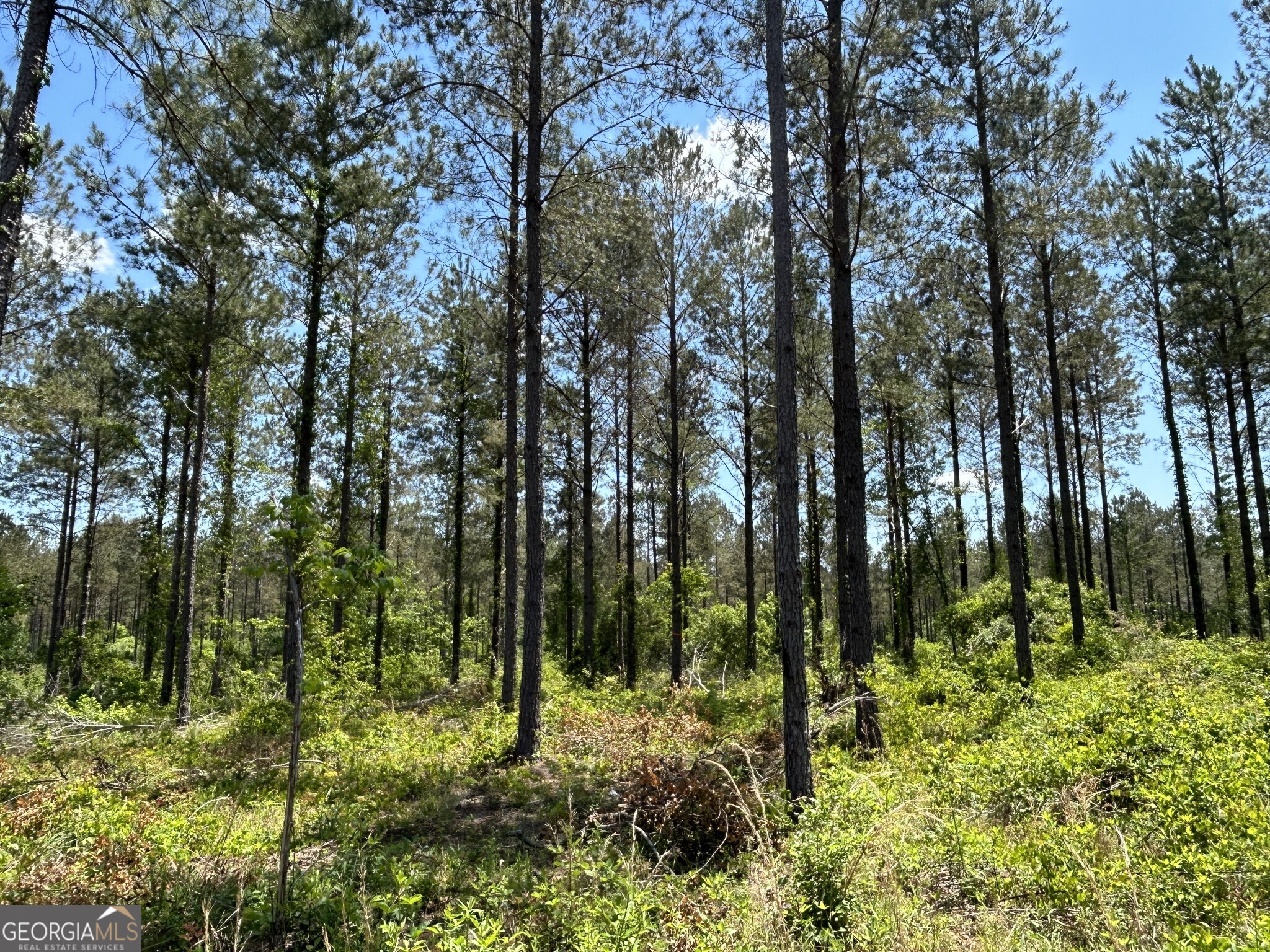 0 Springhaven Road Dexter GA 31019