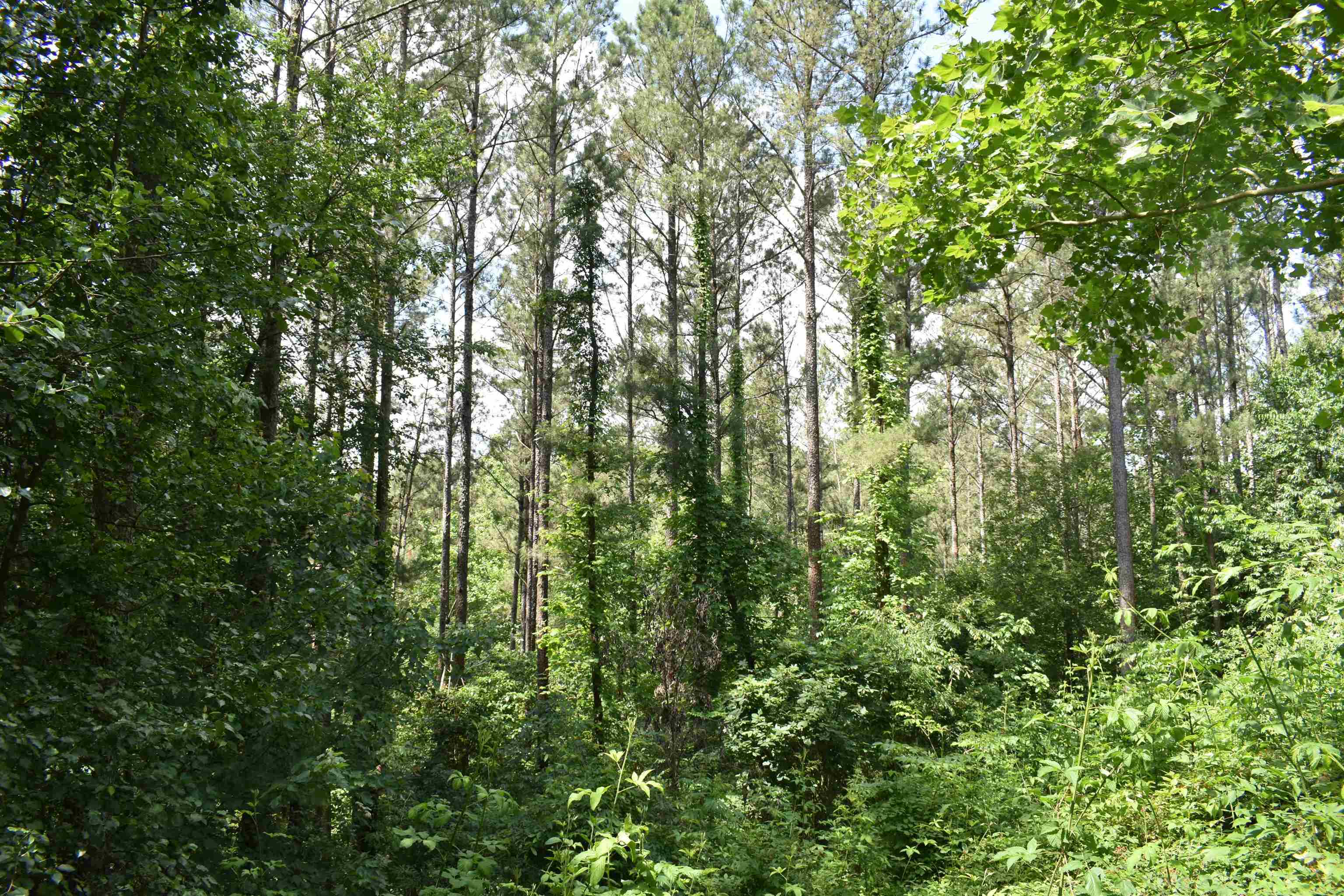 0 Nickelsville Road Ranger GA 30734