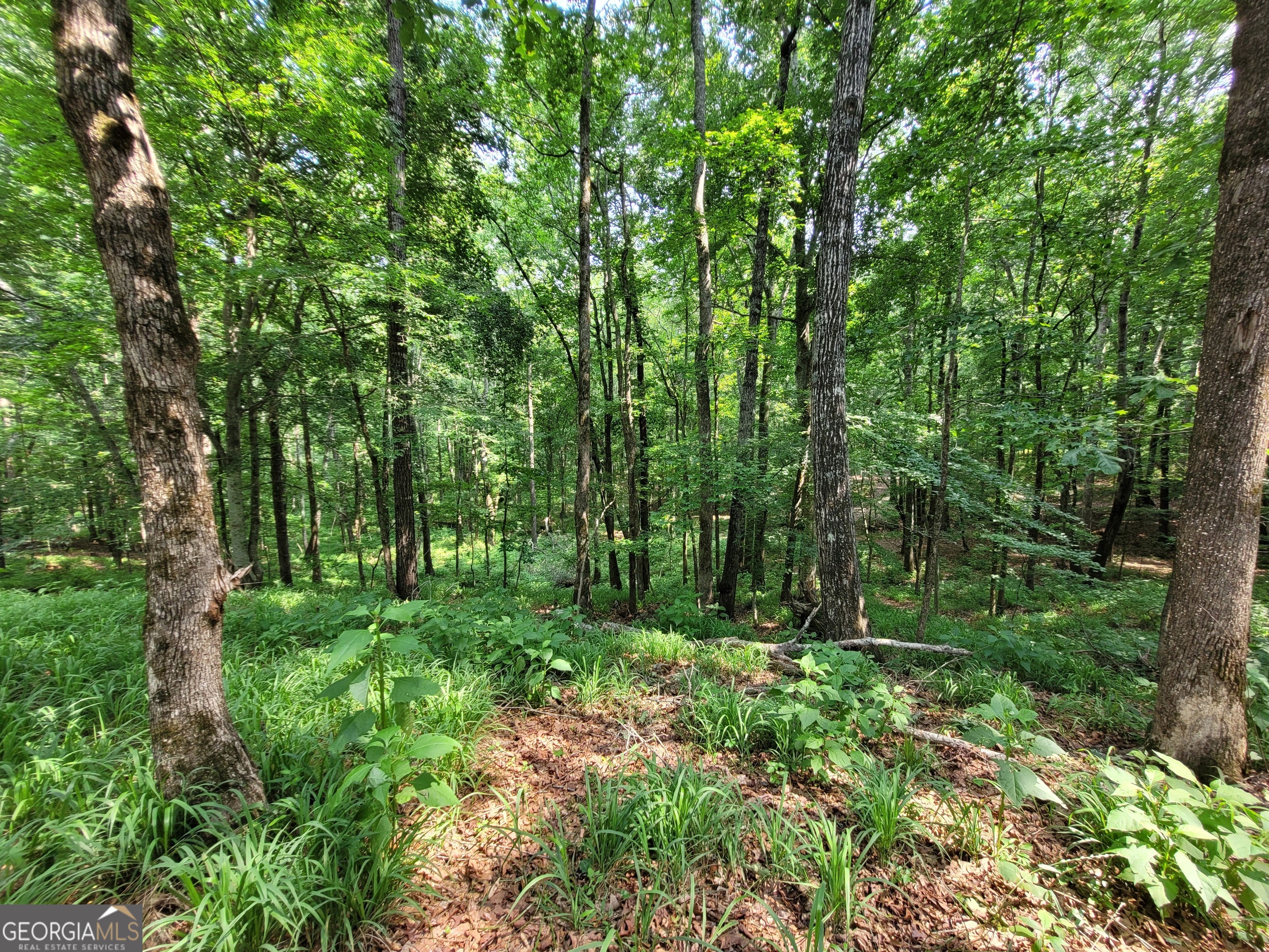 1520 Marshall Wilkes Road Watkinsville GA 30677