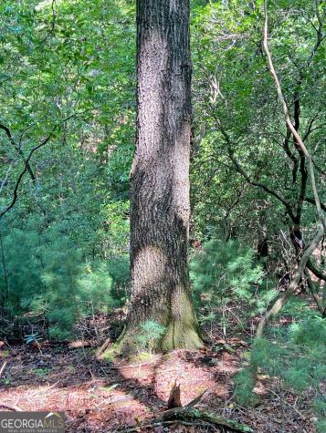 11AC T S Jarrard Road Dahlonega GA 30533