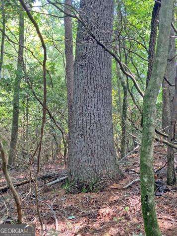 11AC T S Jarrard Road Dahlonega GA 30533