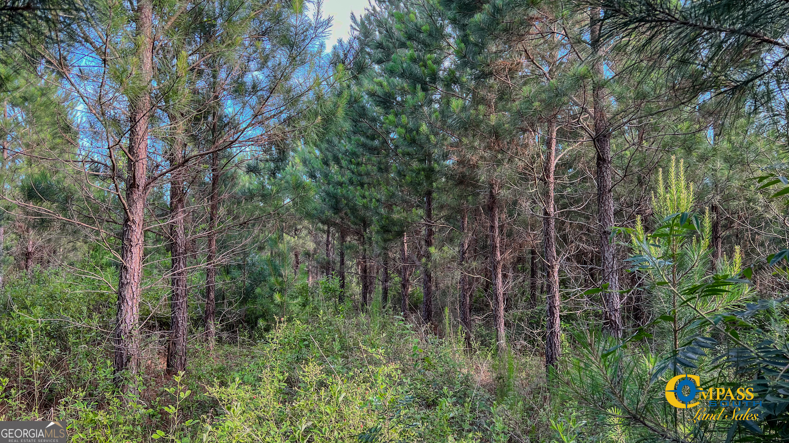 0 Welch Road Buena Vista GA 31803