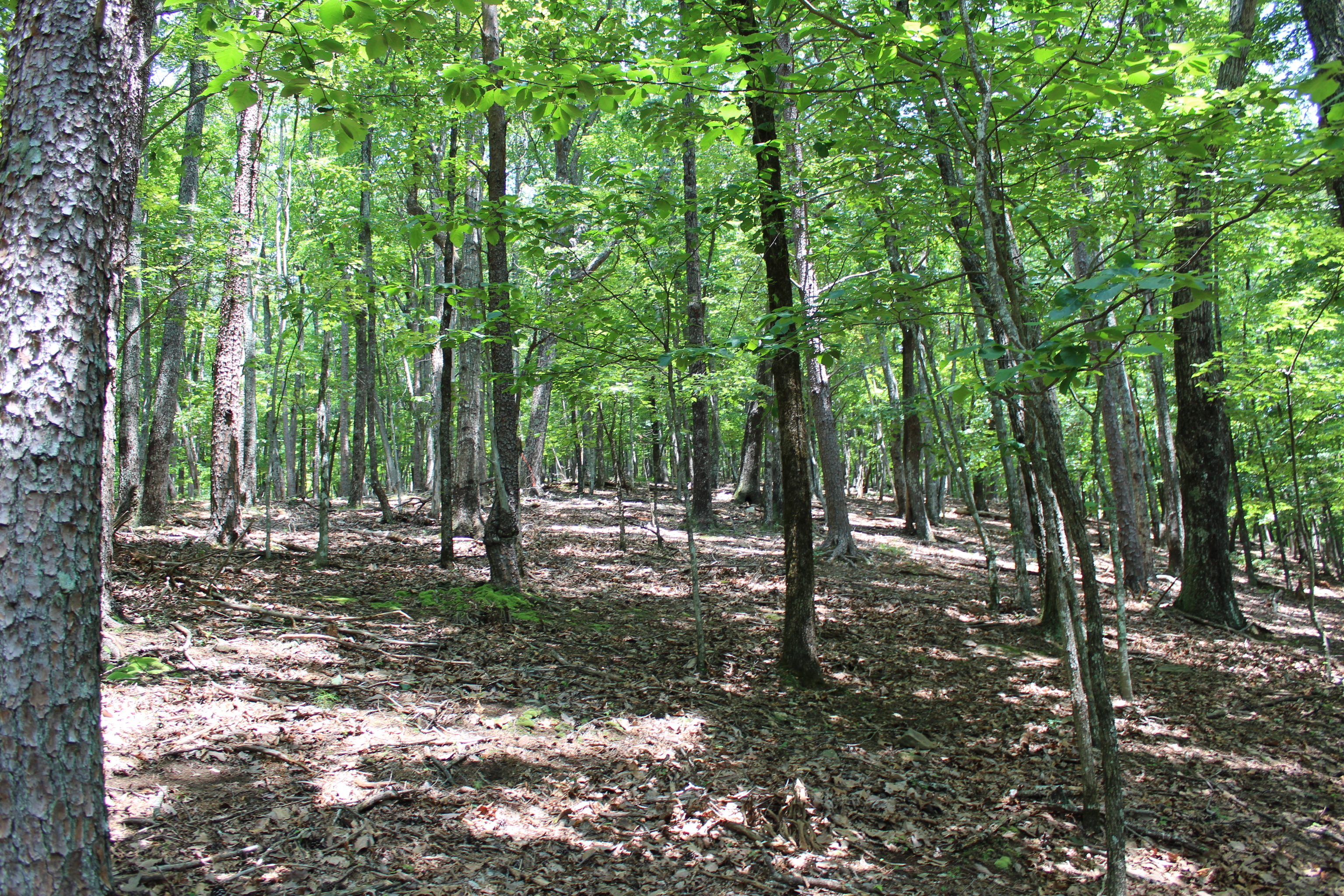 0 Denny Ridge Road Jasper GA 30143