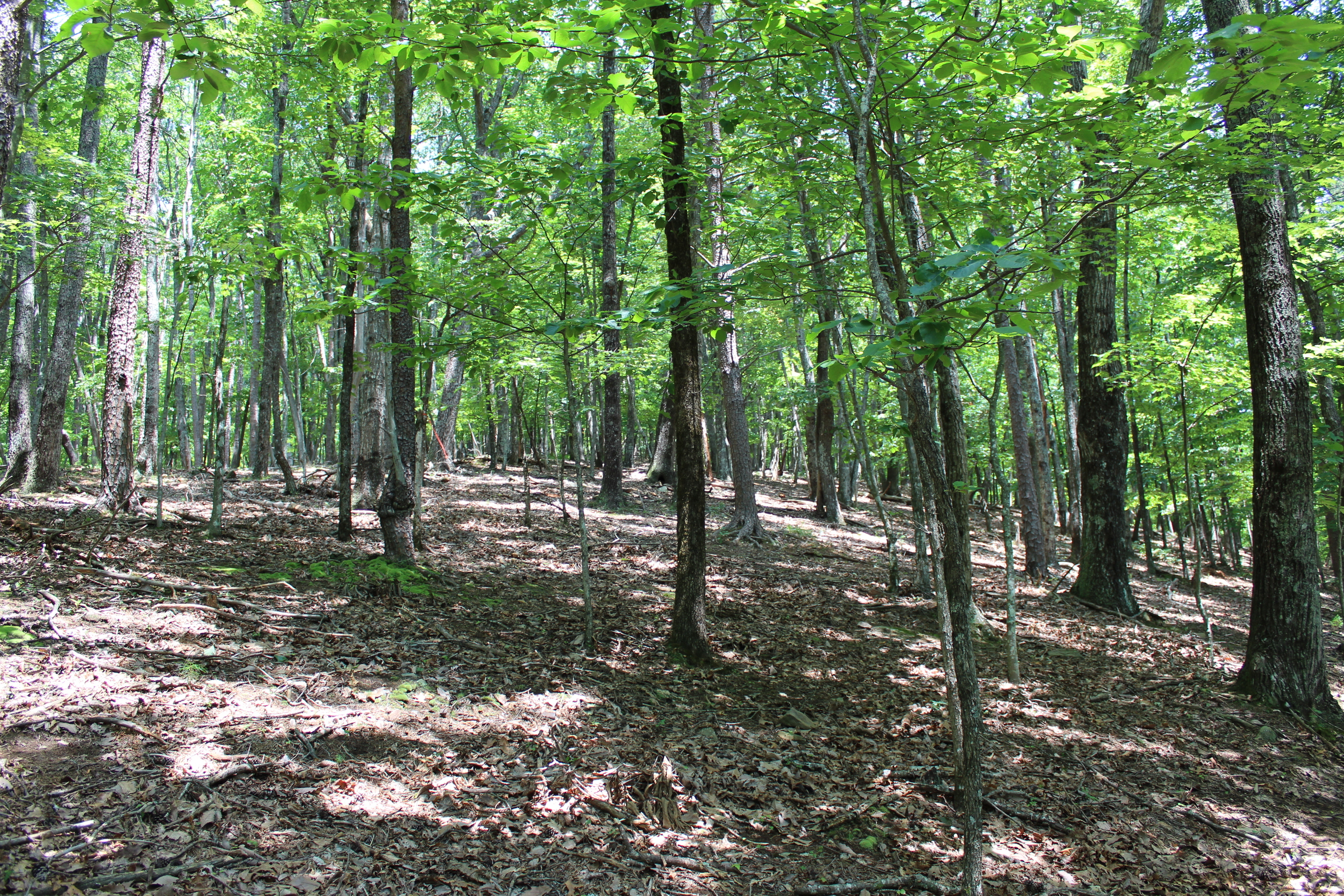 0 Denny Ridge Road Jasper GA 30143