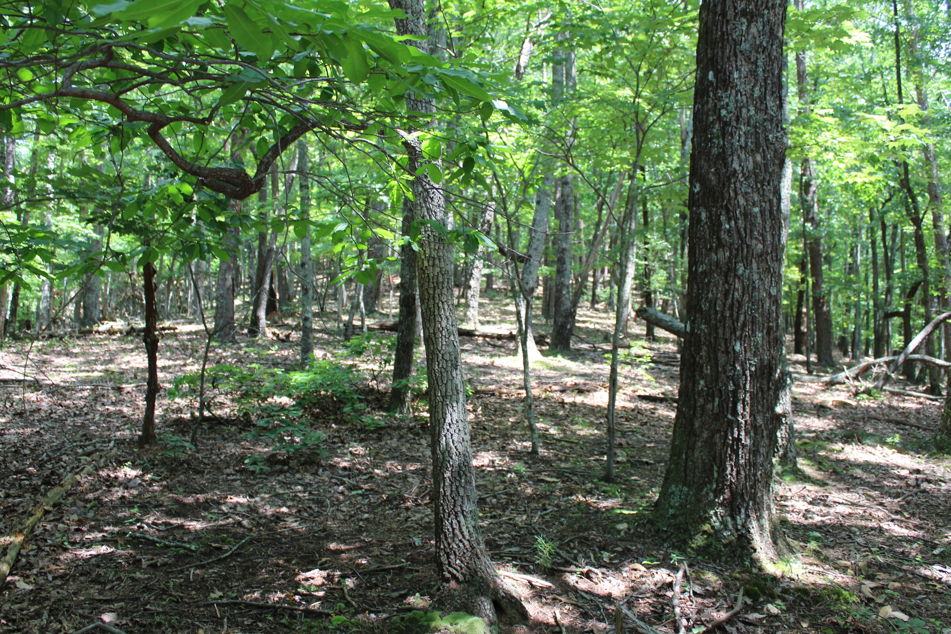 0 Denny Ridge Road Jasper GA 30143
