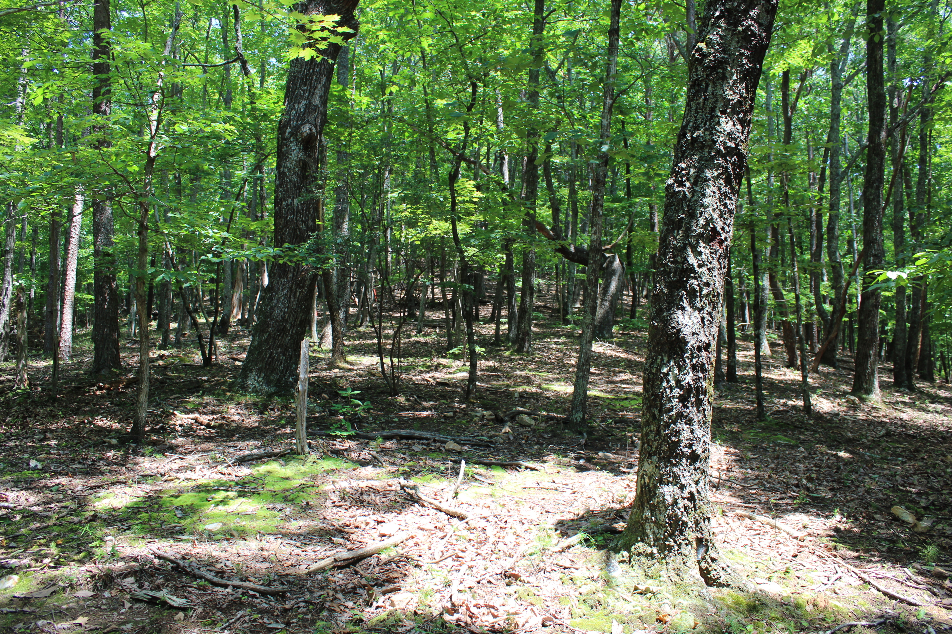 0 Denny Ridge Road Jasper GA 30143