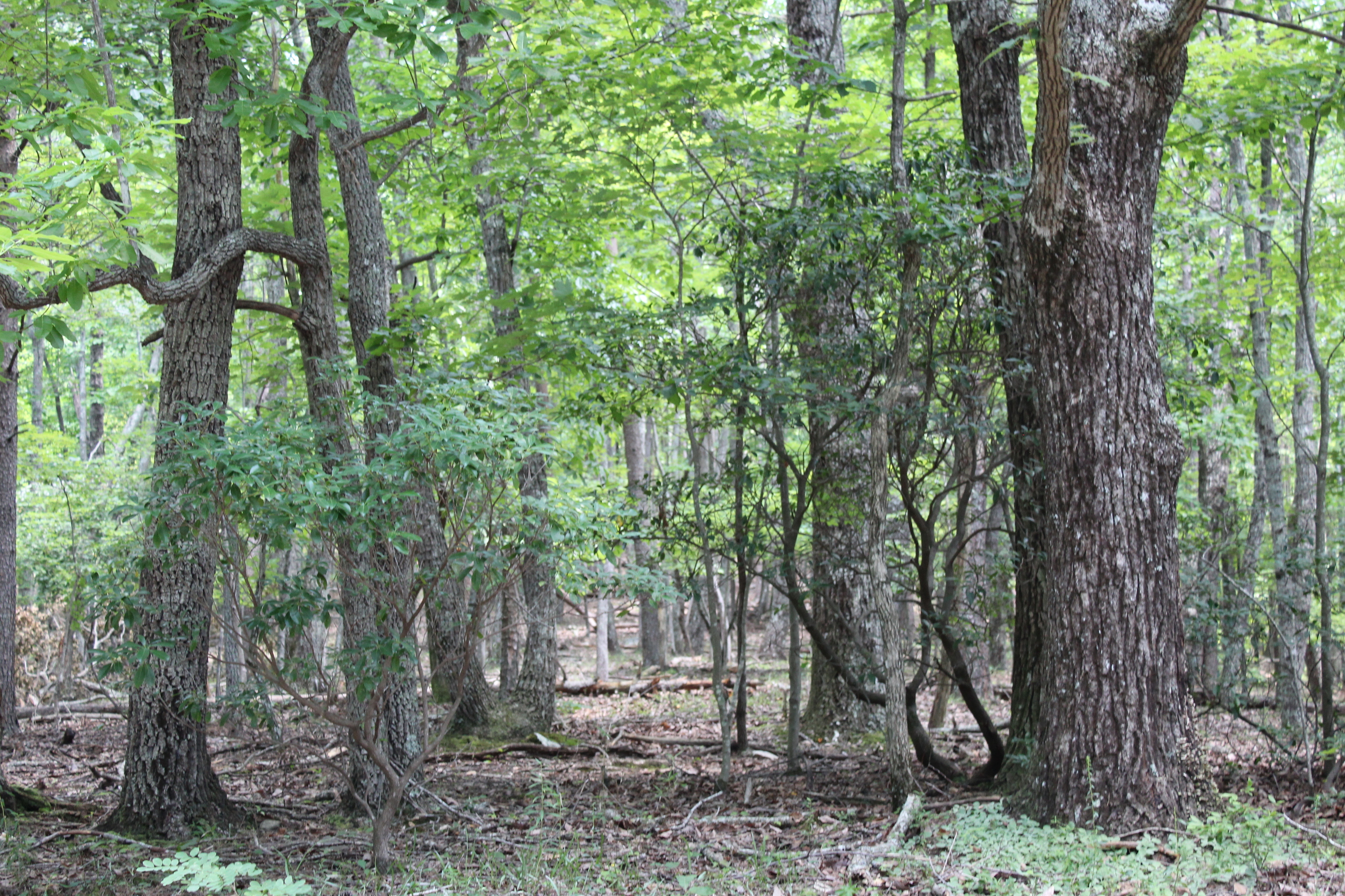 0 Denny Ridge Road Jasper GA 30143
