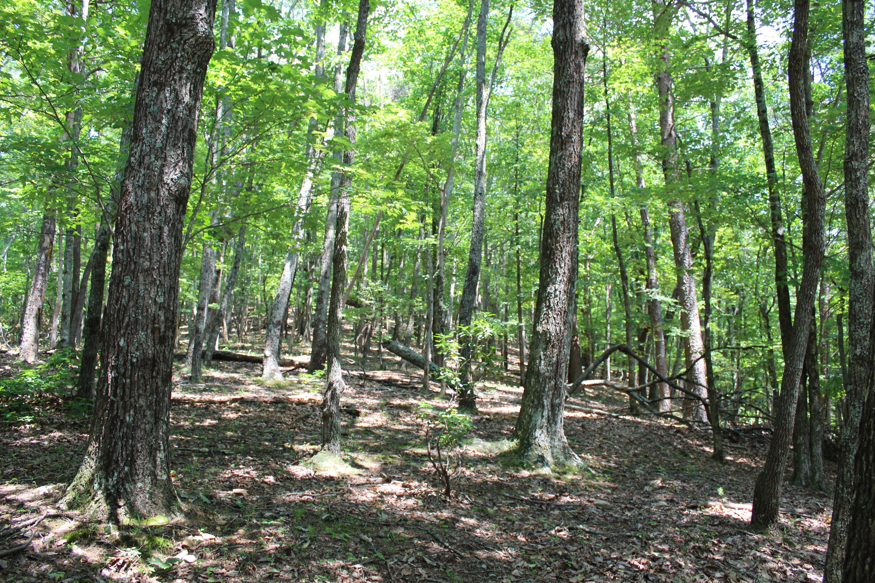 0 Denny Ridge Road Jasper GA 30143