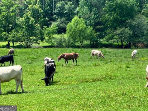 00 Freeman View Trail Cleveland GA 30528