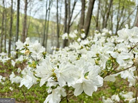 Lot 5 Walnut Road Blairsville GA 30512