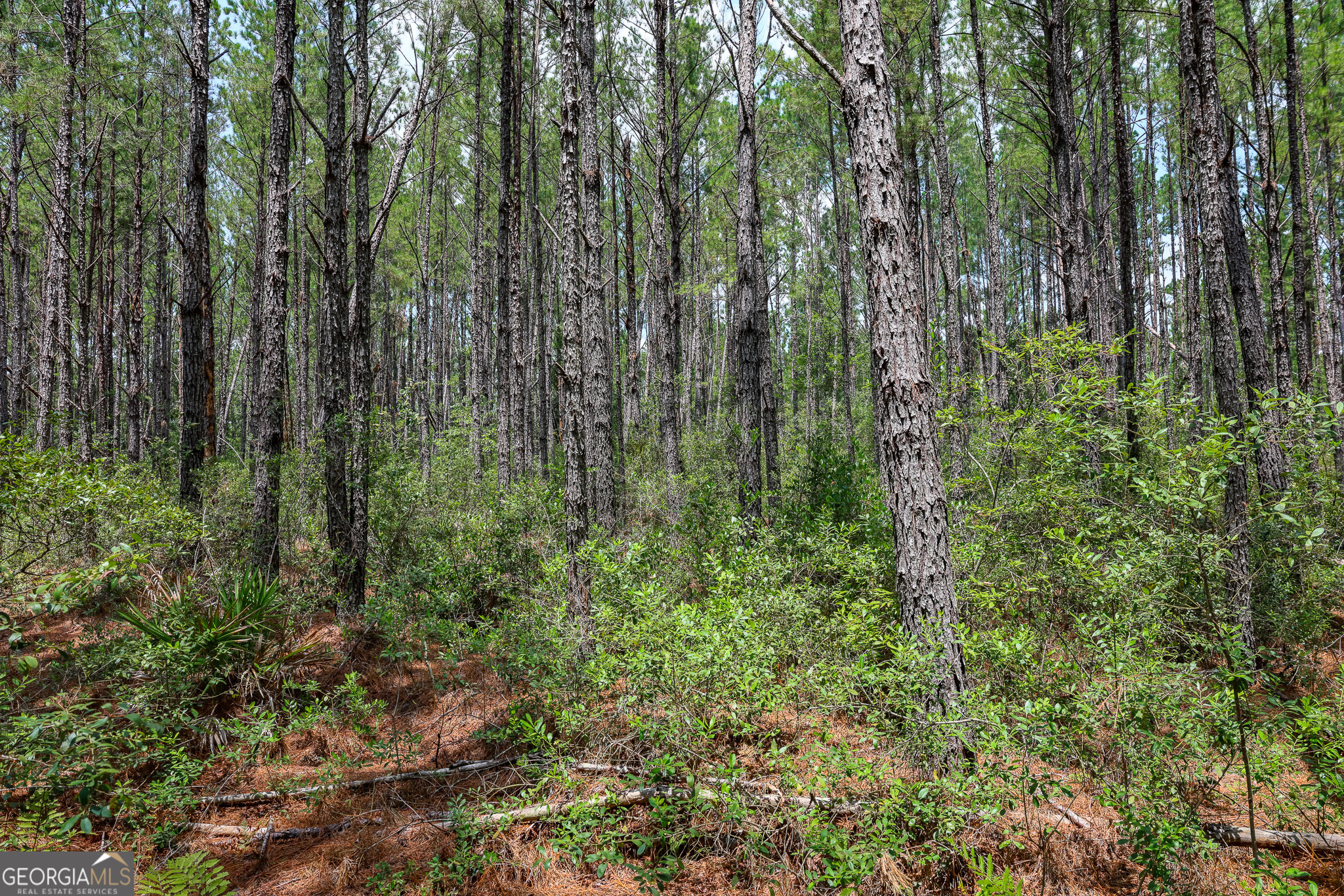0 Grey Hawk Road Millwood GA 31552