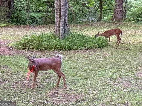 Lt 5 Spiva Cove Road Blairsville GA 30512