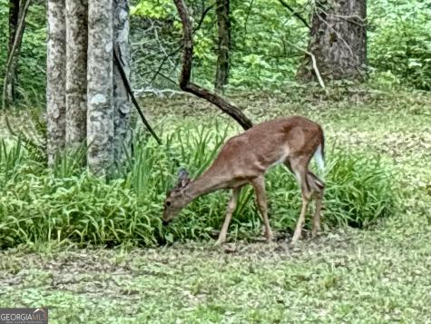 Lt 5 Spiva Cove Road Blairsville GA 30512