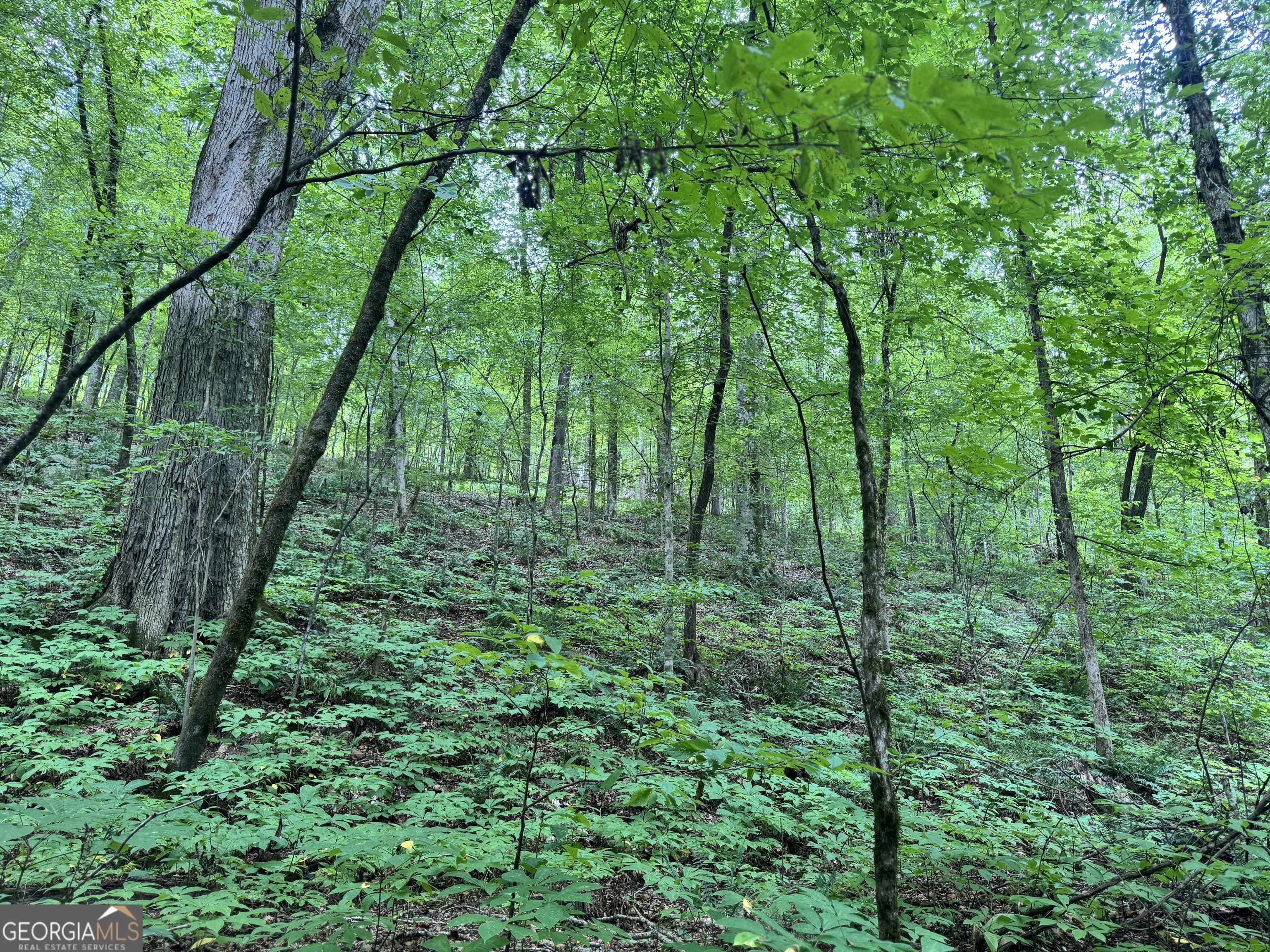 180.14 Ac Johnson Mill Road Hamilton GA 31811