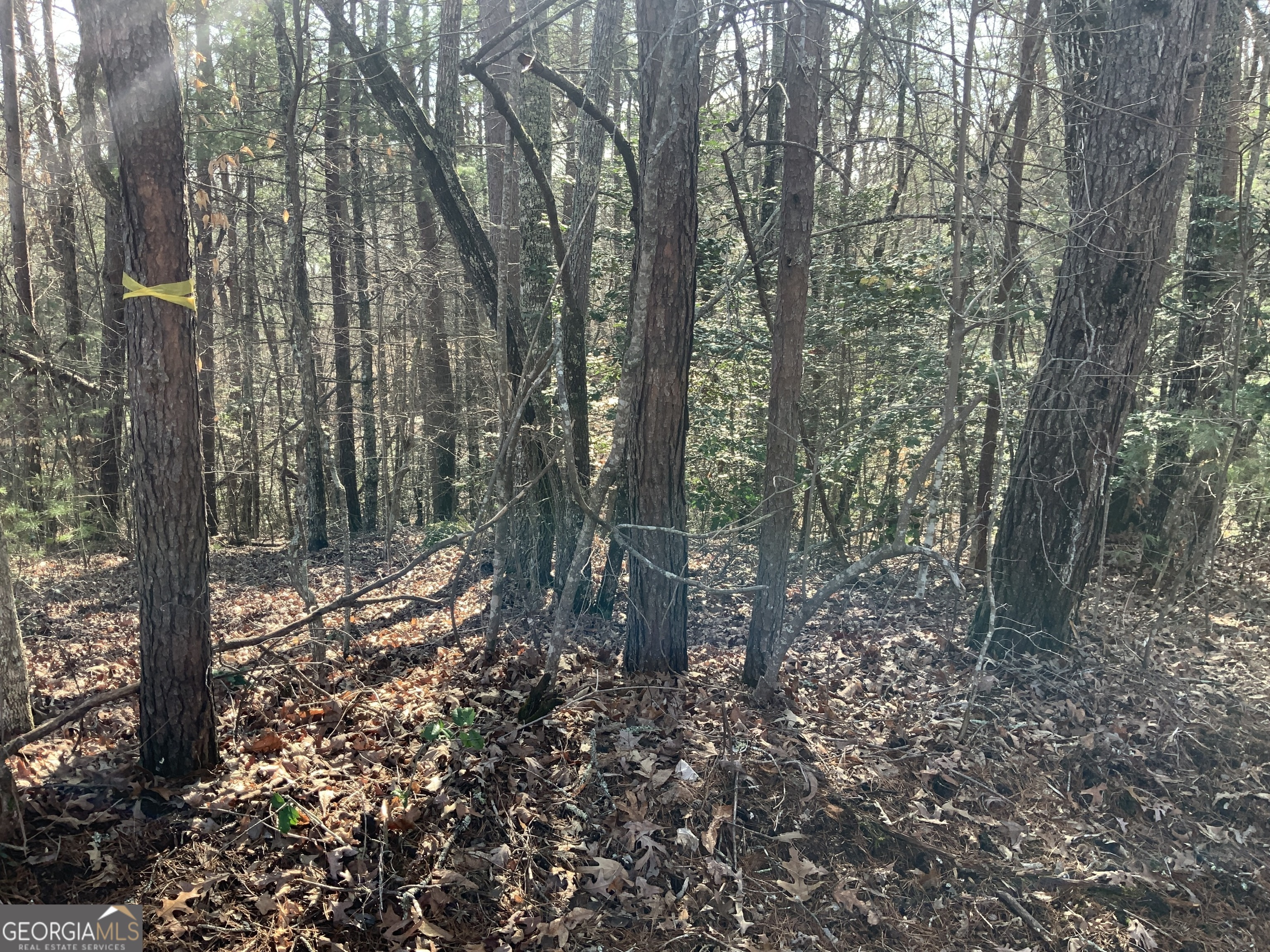 (3) Rizzitello Lane Blairsville GA 30512