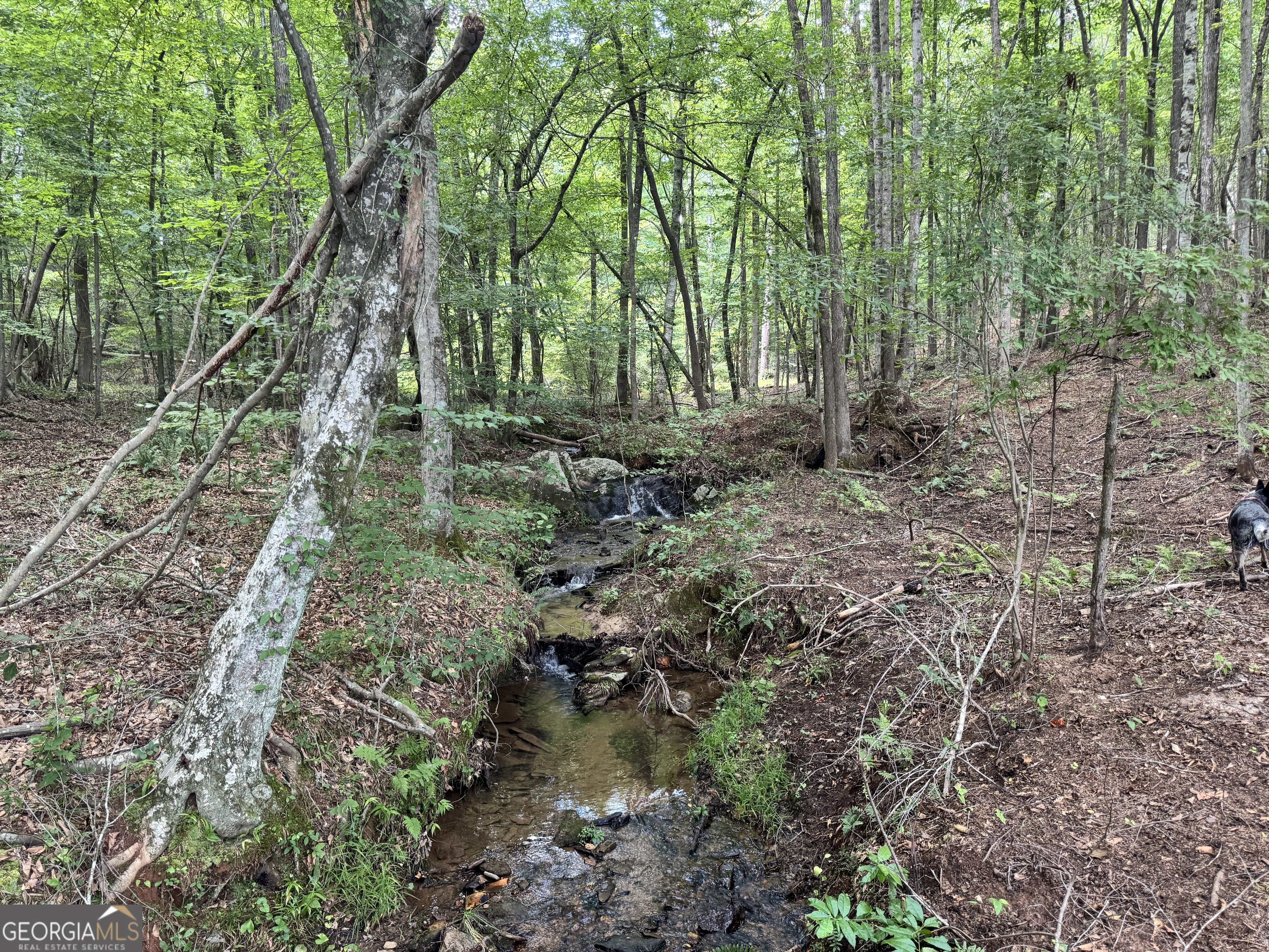 319 +/- Ac Highway 100 Franklin GA 30217