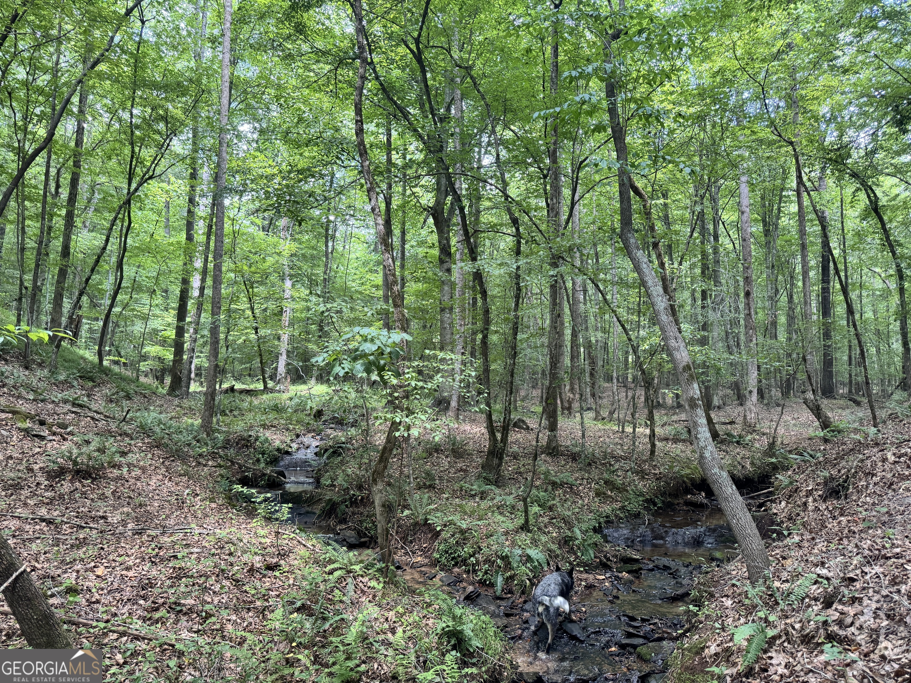 319 +/- Ac Highway 100 Franklin GA 30217