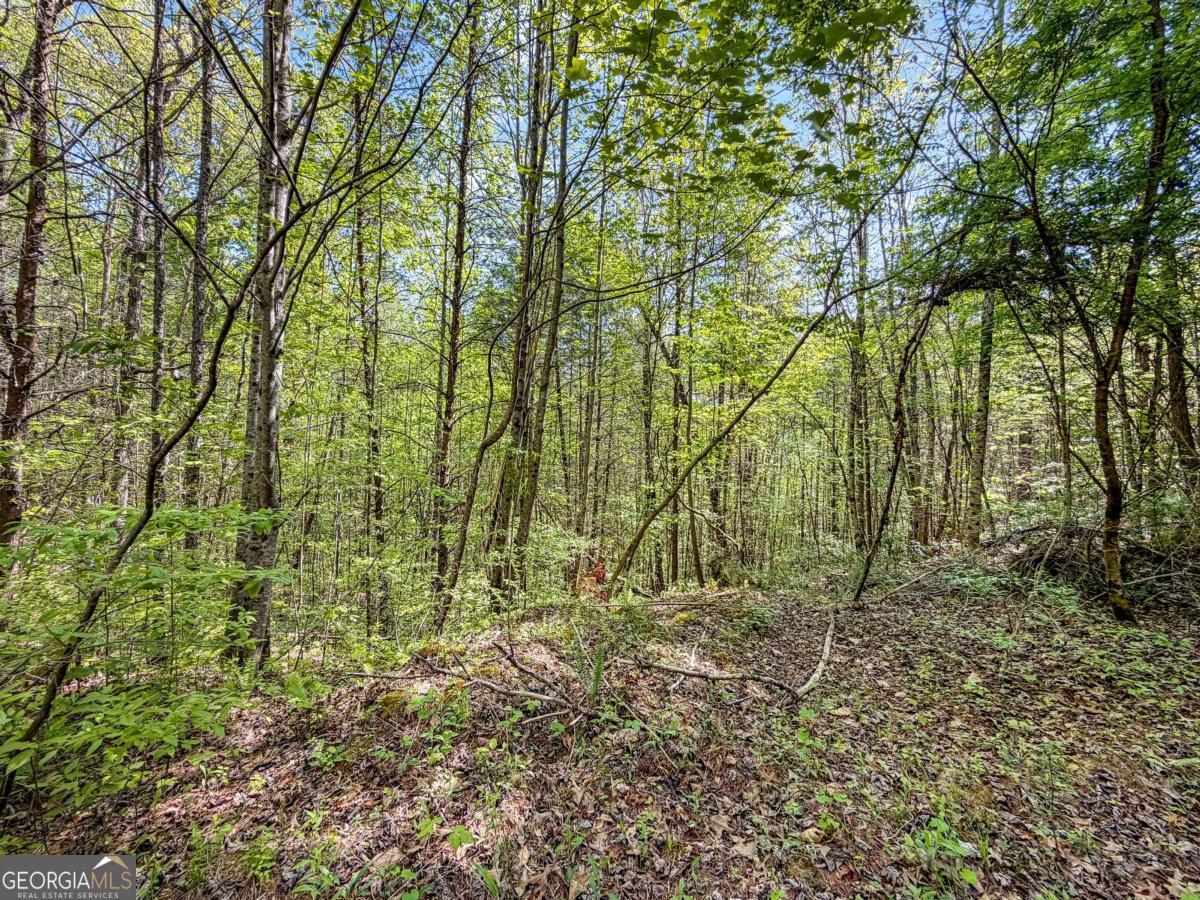 80 Acres Valley Lake Road Mineral Bluff GA 30559
