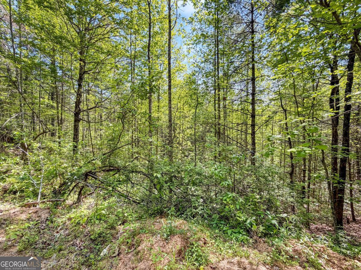 80 Acres Valley Lake Road Mineral Bluff GA 30559