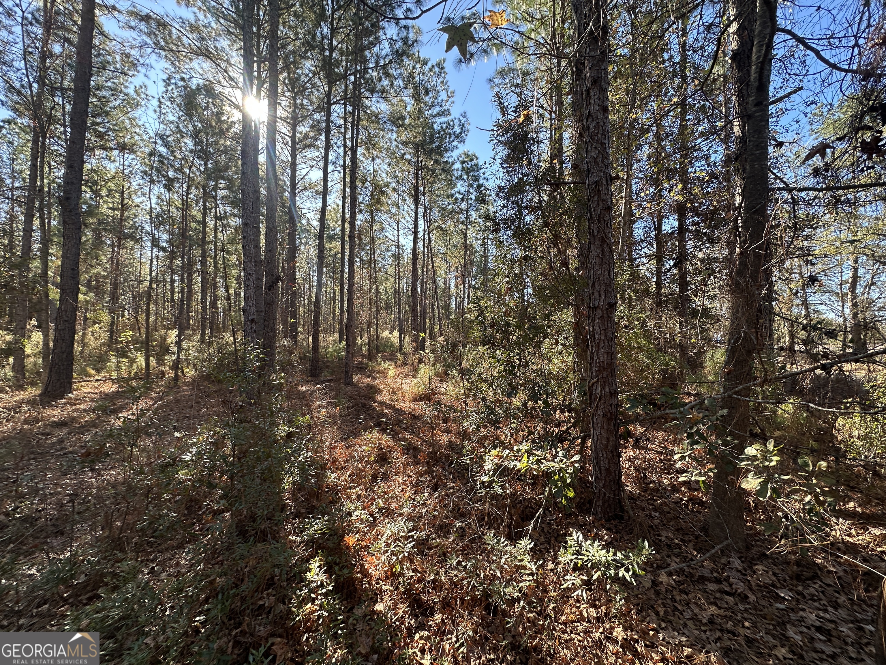 0 Halcyondale Loop Sylvania GA 30467
