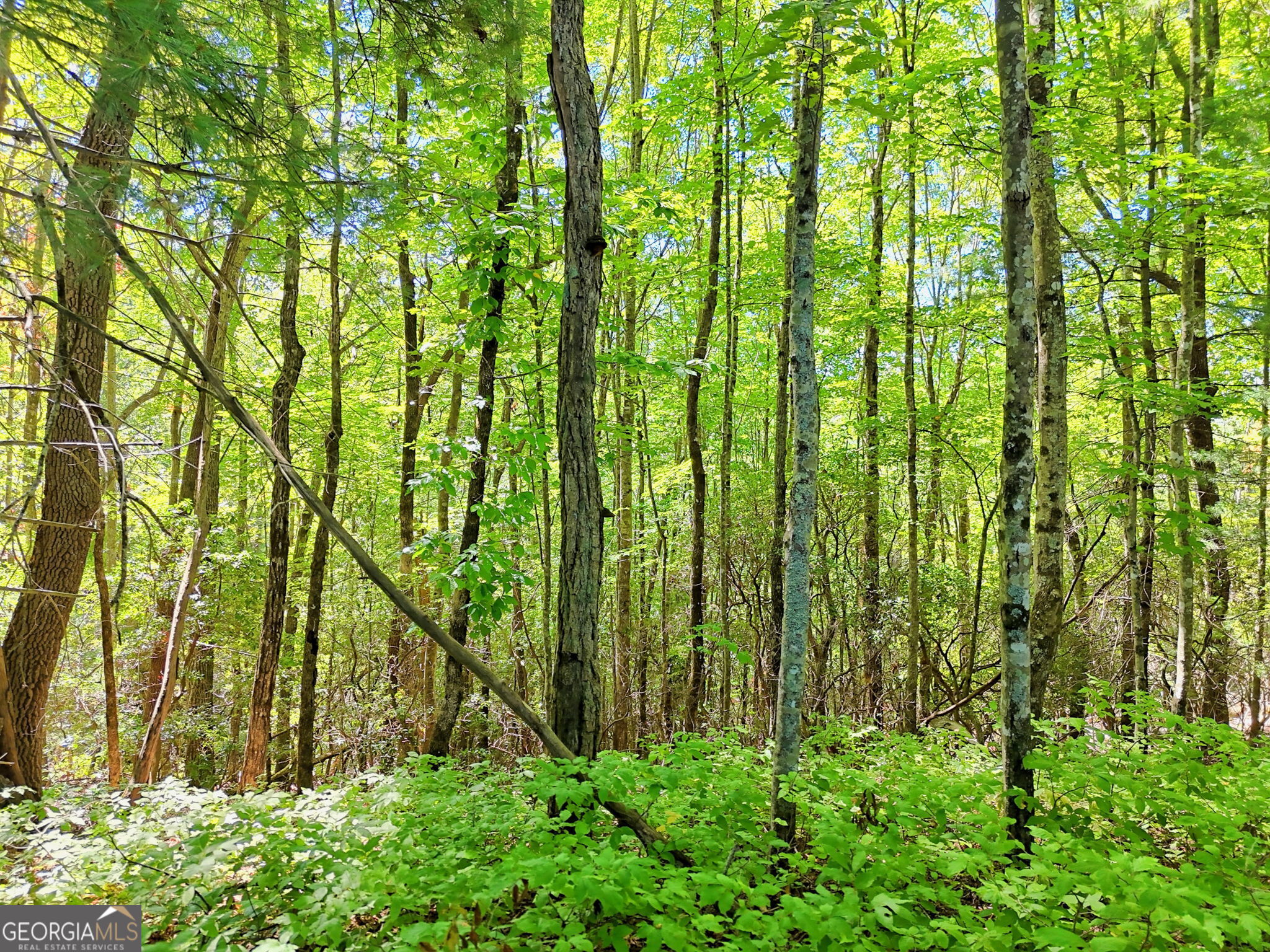 Lot 1 Pleasant Mountain Drive Sky Valley GA 30537