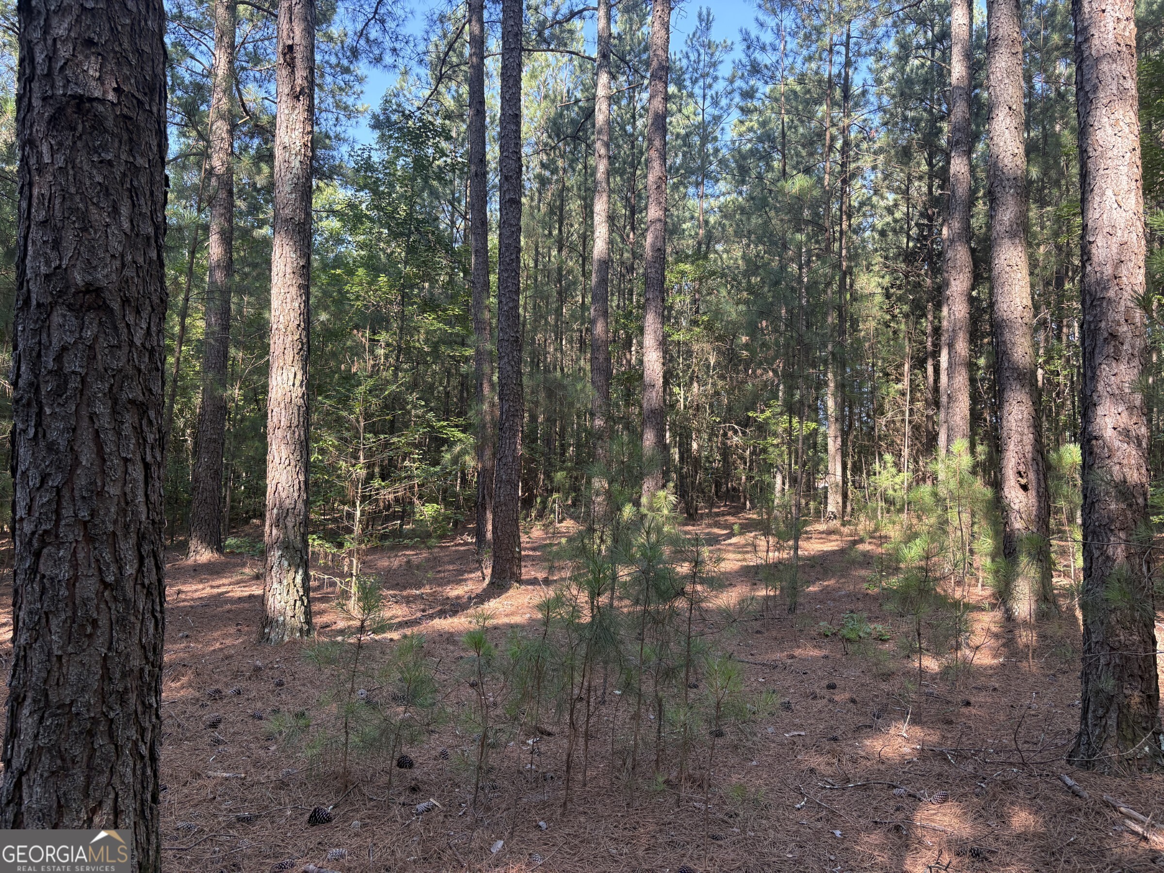 41 Elton Stewart Road Carlton GA 30627