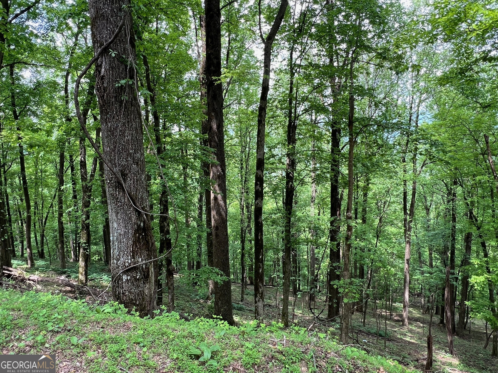 M164 Walnut Ridge Ellijay GA 30536