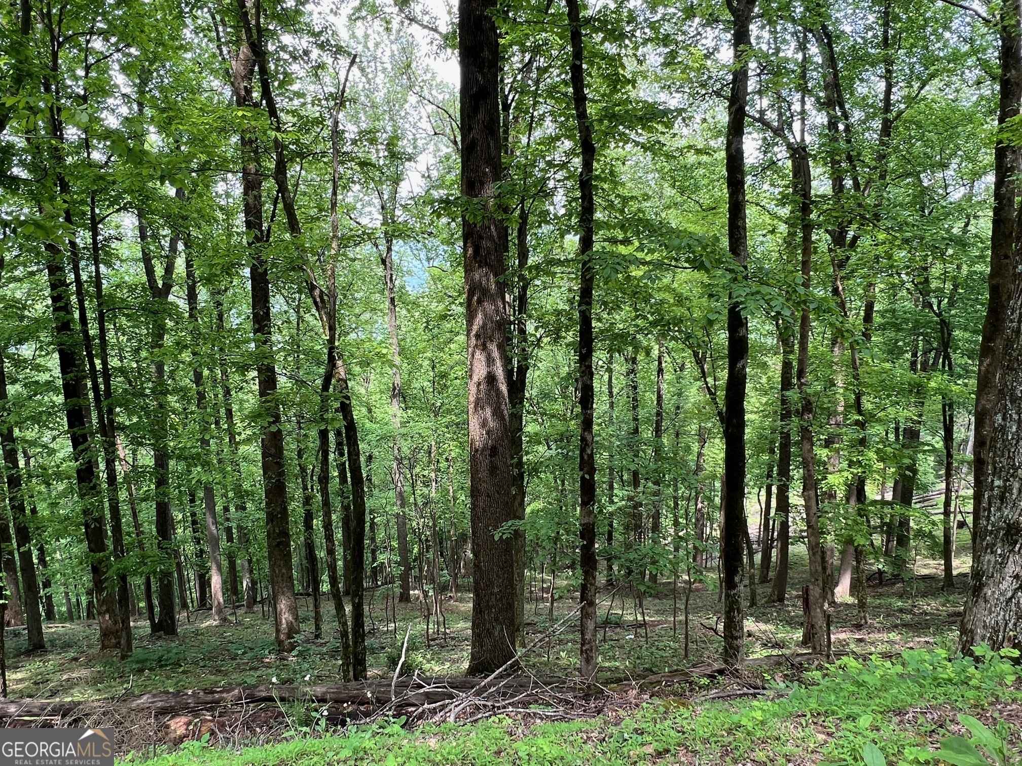 M164 Walnut Ridge Ellijay GA 30536