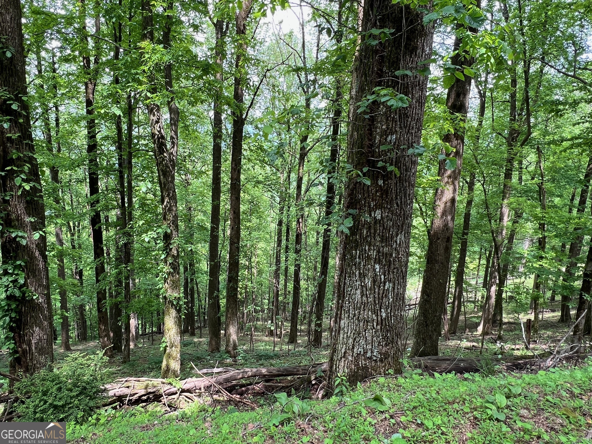 M164 Walnut Ridge Ellijay GA 30536